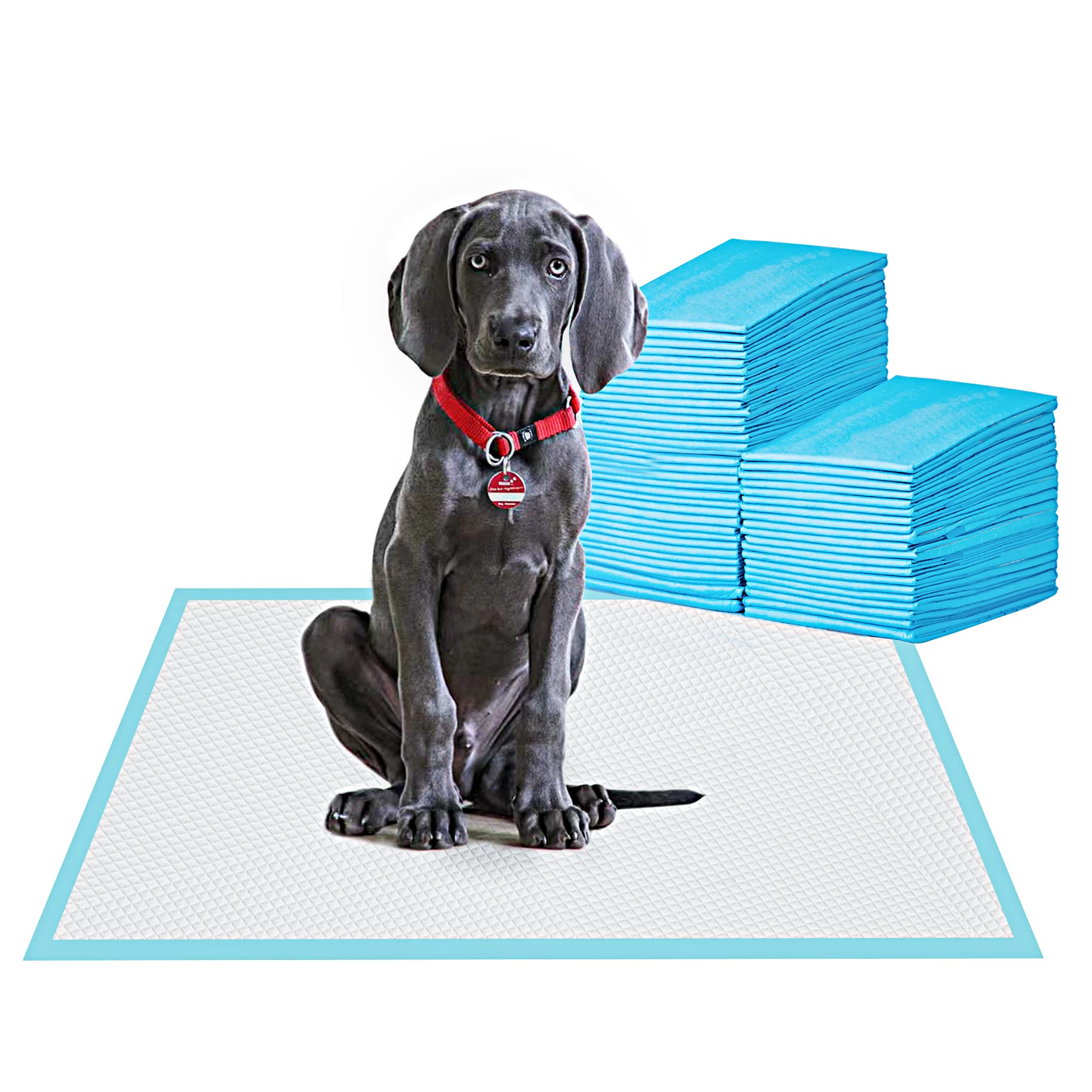 BESTLE empaque frontal con 80 unidades y tamaño XL protegiendo almacenamiento