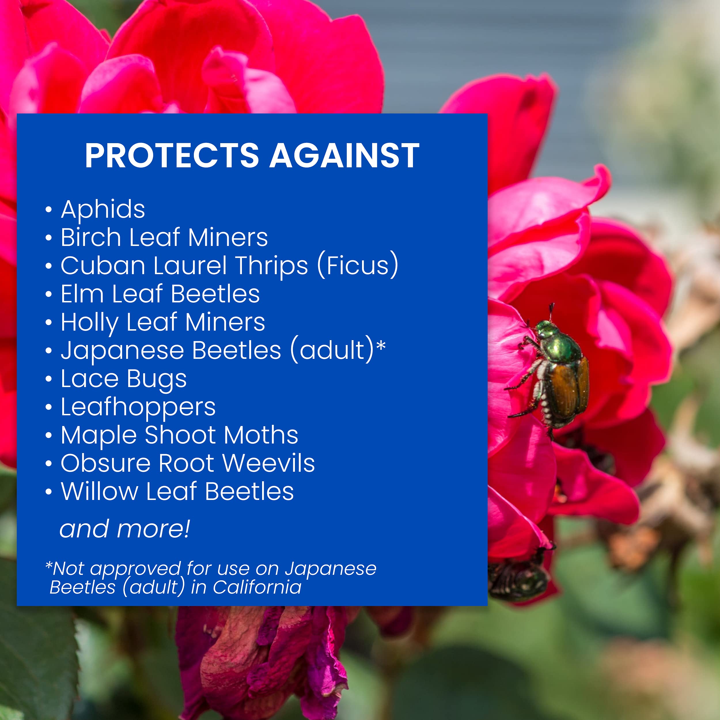 BioAdvanced aplicación en suelo alrededor de rosal para protección sin pulverizar