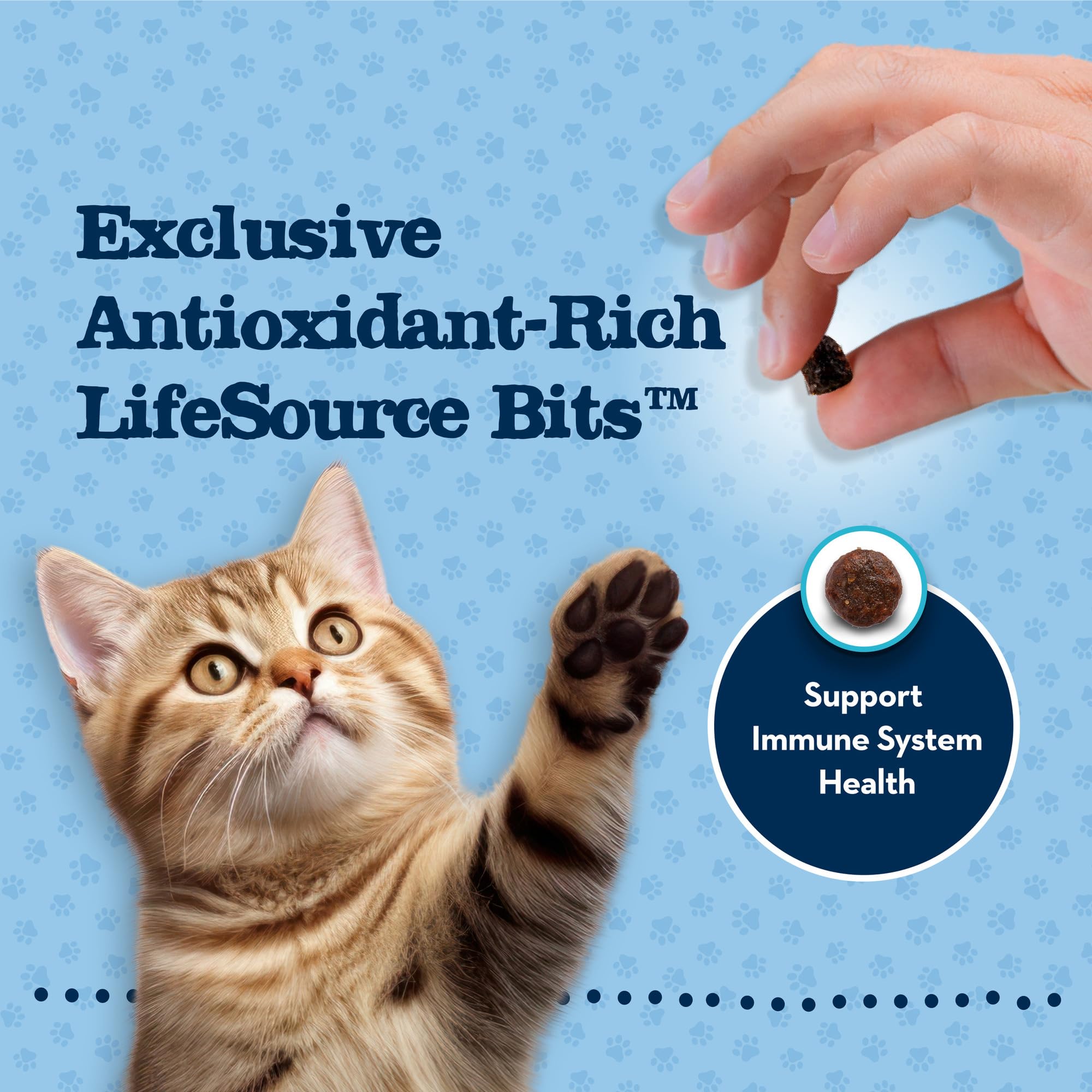 Blue Buffalo kitten eating kibble demonstrating palatability