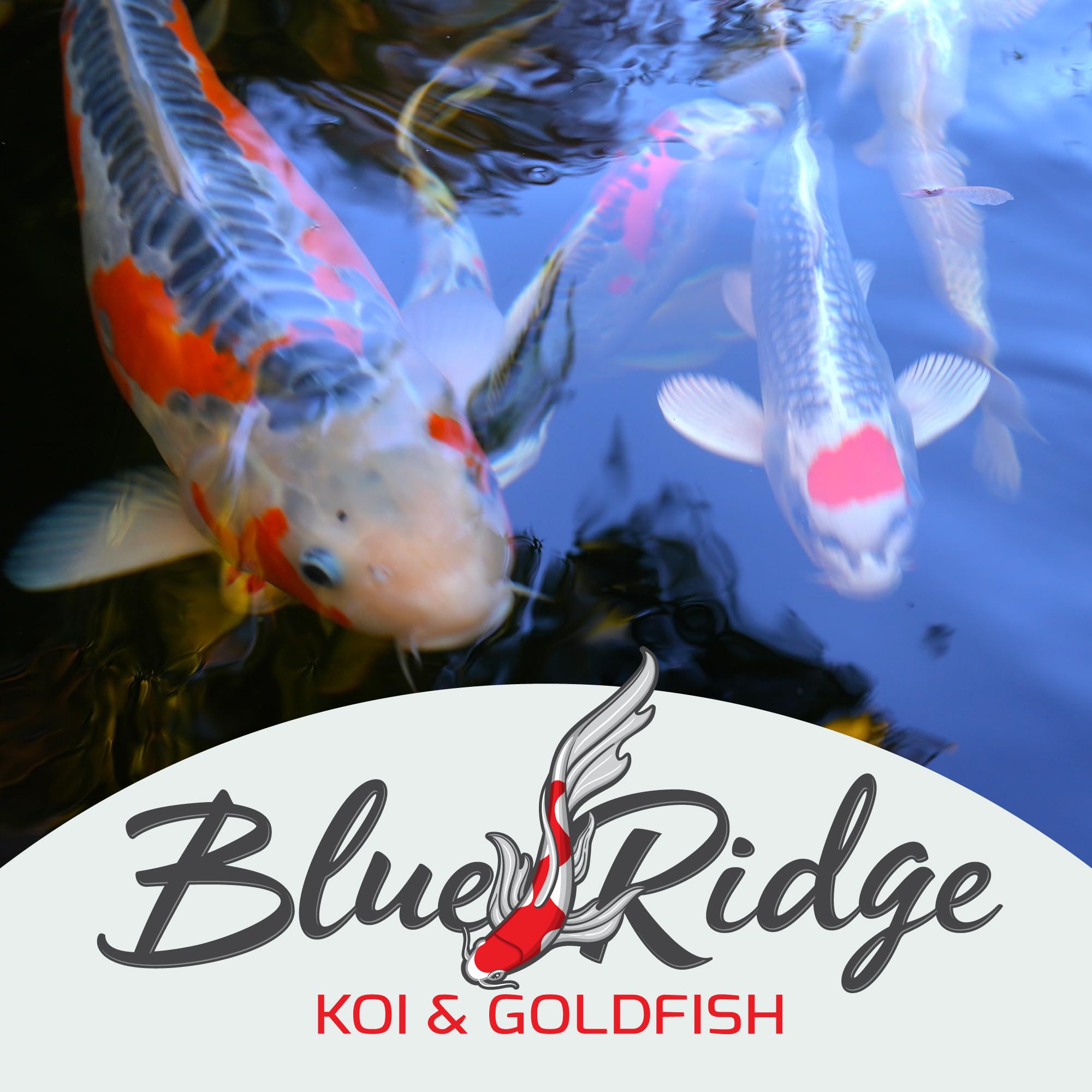 Blue Ridge logo y sello familiar resalta empresa familiar y confianza