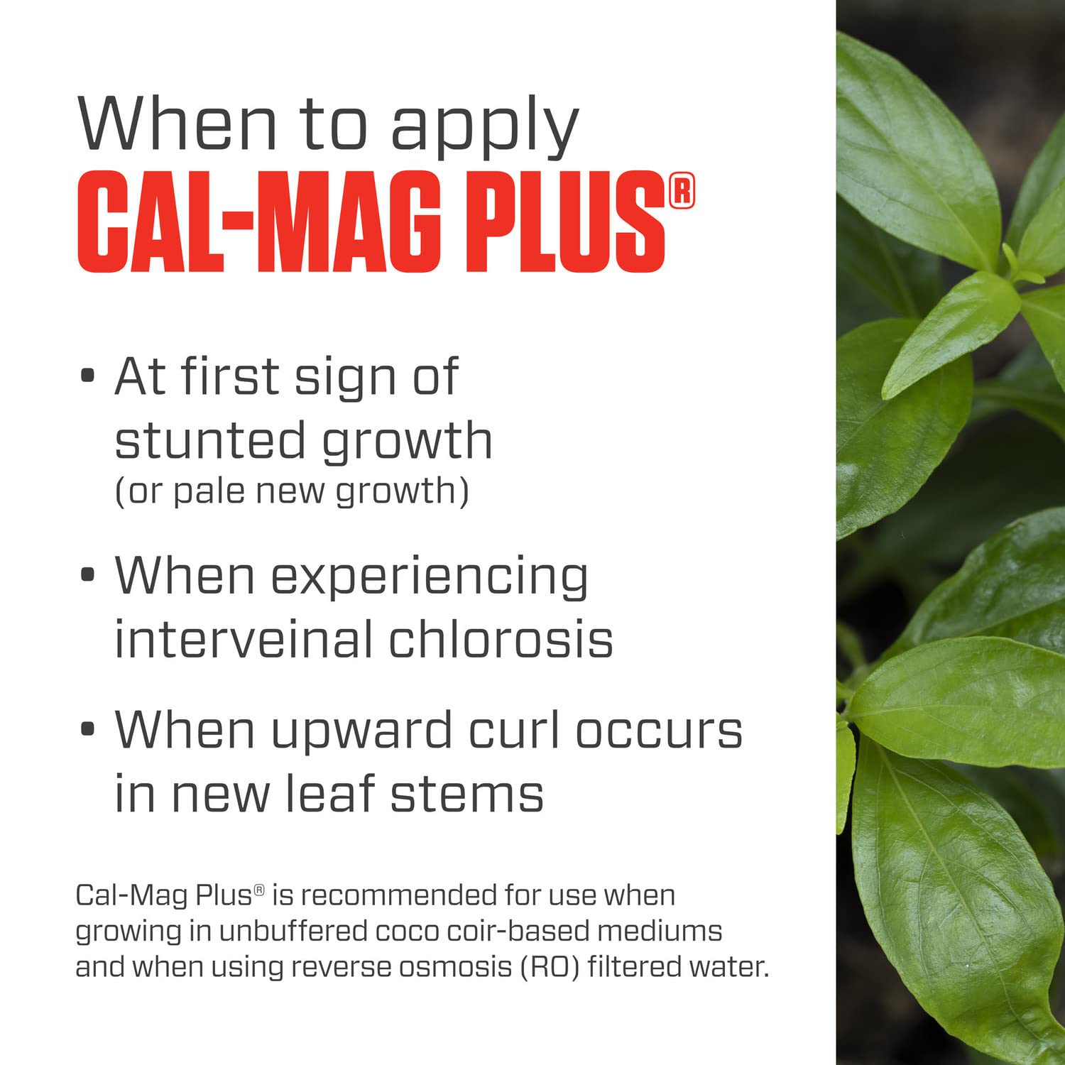 Botanicare Cal‑Mag Plus en spray foliar corrigiendo deficiencias rápidamente