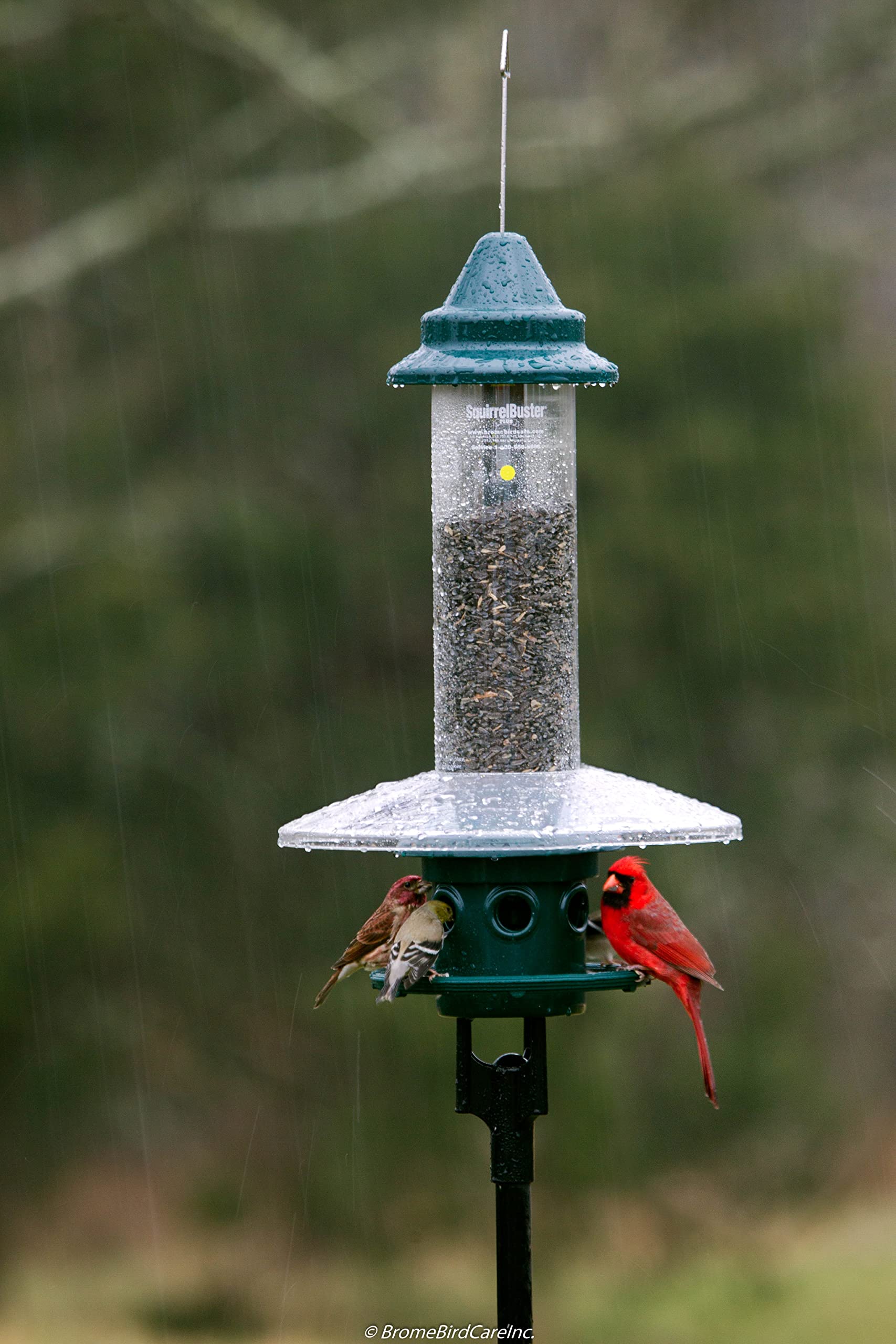 Brome feeder mounted on pole in backyard attracting songbirds, promotes easy viewing