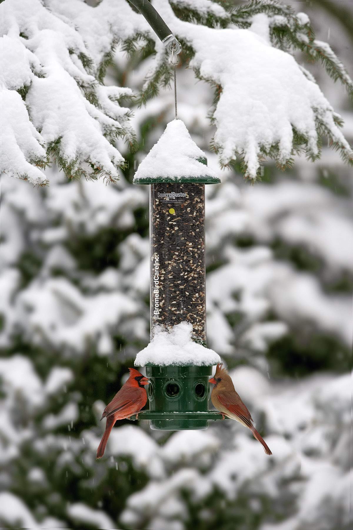 Brome feeder with sparrow feeding on port illustrating safe bird access, encourages frequent visits