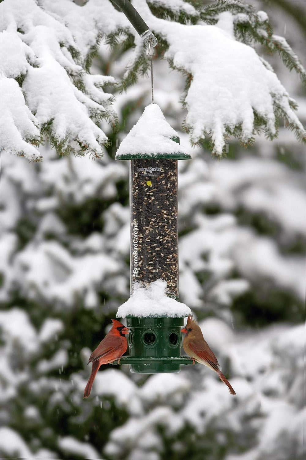 Brome feeder with sparrow feeding on port illustrating safe bird access, encourages frequent visits