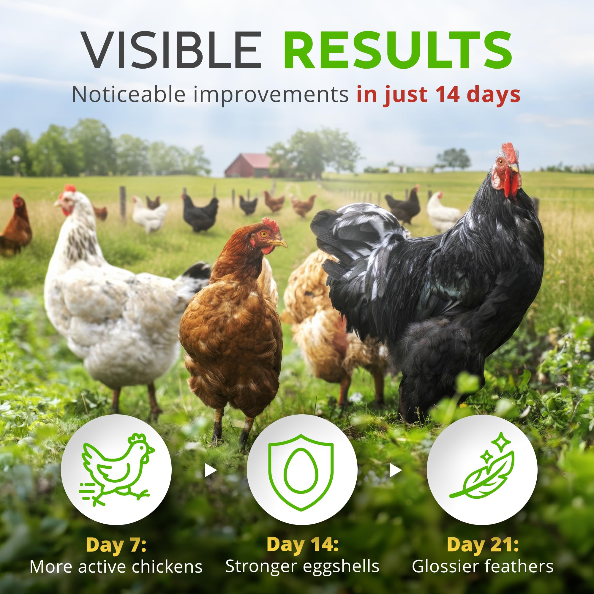 Buff Clucks mixed into dust bath illustrating coop cleaning and comfort