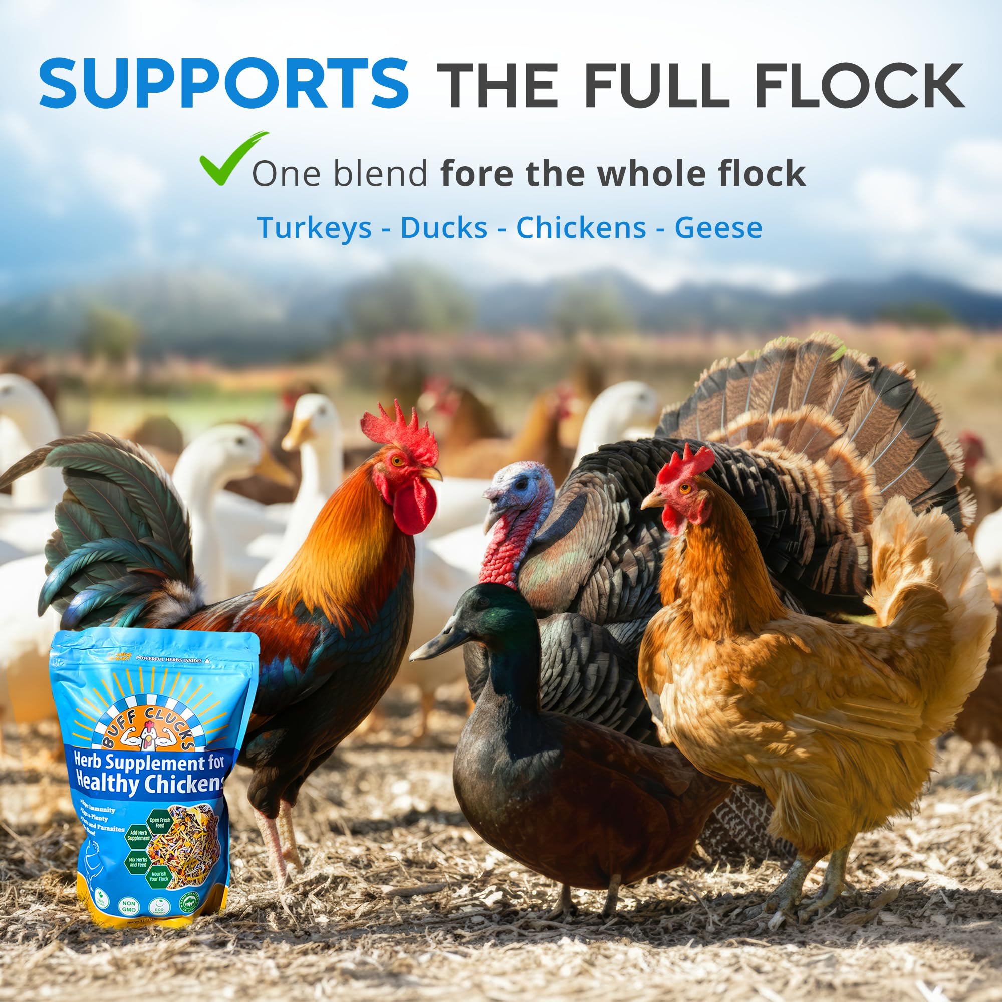 Buff Clucks used with backyard flock showing flock engagement and wellbeing