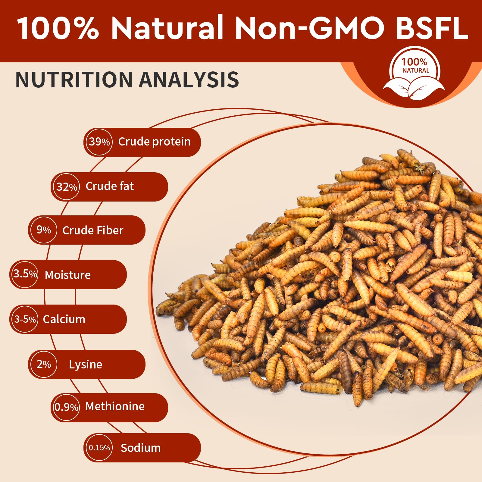 BUNTIE WORMS close-up of dried larvae texture showing crunchy, high-protein treat