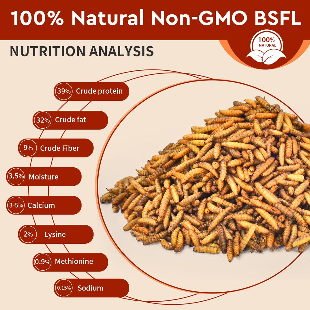 BUNTIE WORMS close-up of dried larvae texture showing crunchy, high-protein treat