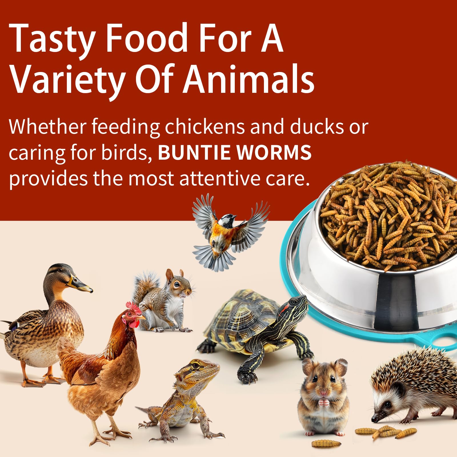 BUNTIE WORMS used in a backyard feeder attracting hens and wild birds, supports enrichment