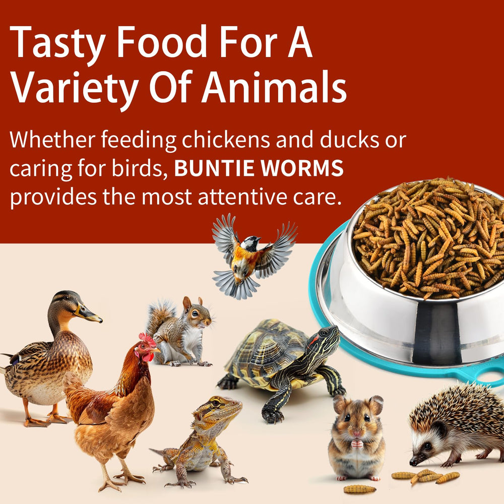 BUNTIE WORMS used in a backyard feeder attracting hens and wild birds, supports enrichment