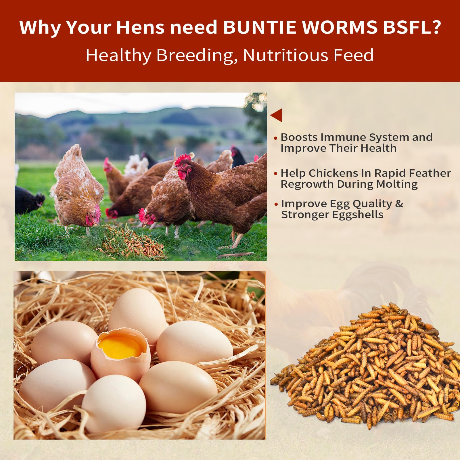 BUNTIE WORMS dried larvae being served to chickens in coop, encourages active foraging