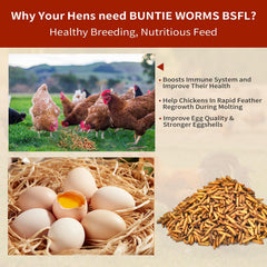 BUNTIE WORMS dried larvae being served to chickens in coop, encourages active foraging