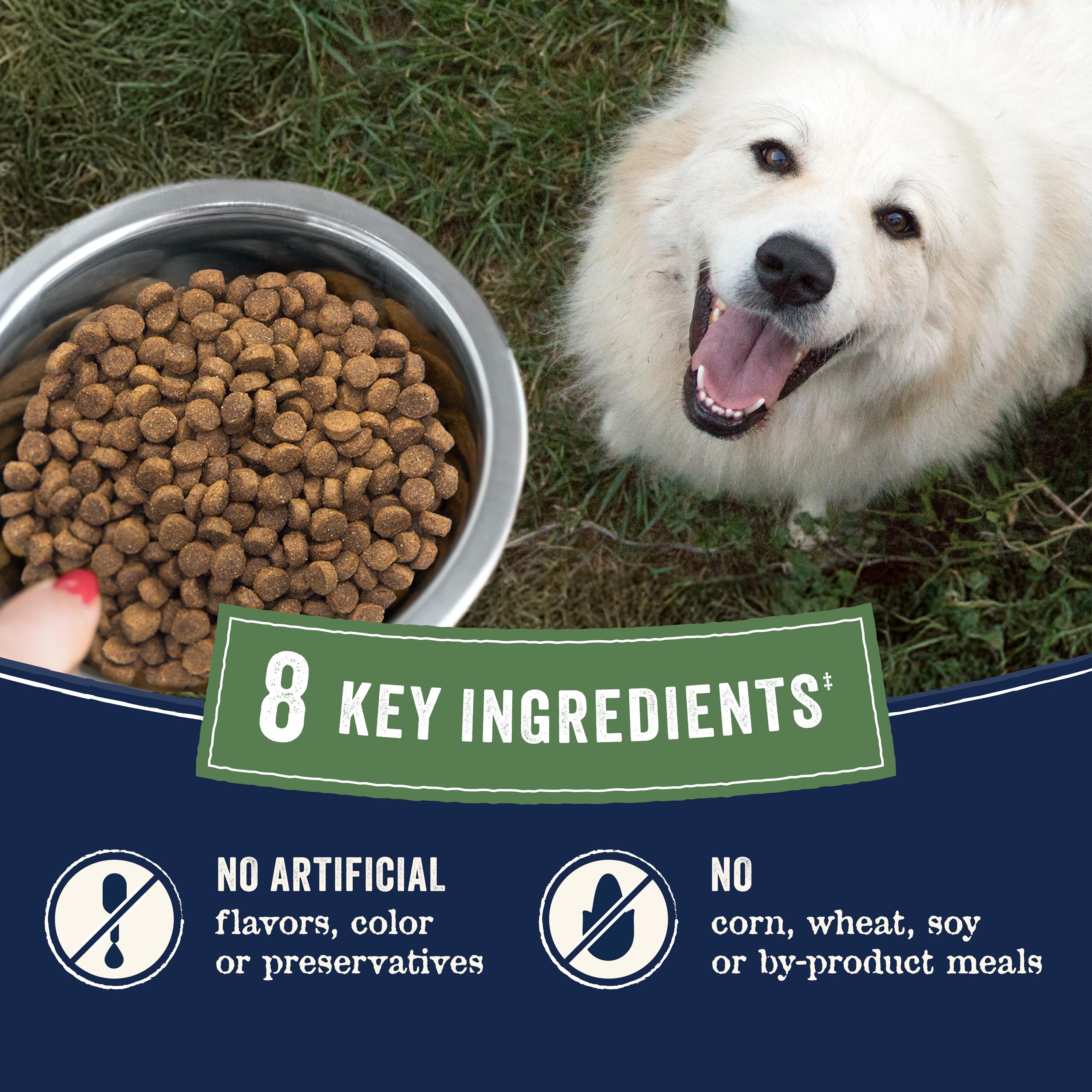 CANIDAE bol con croquetas para comparar tamaño y porción visual