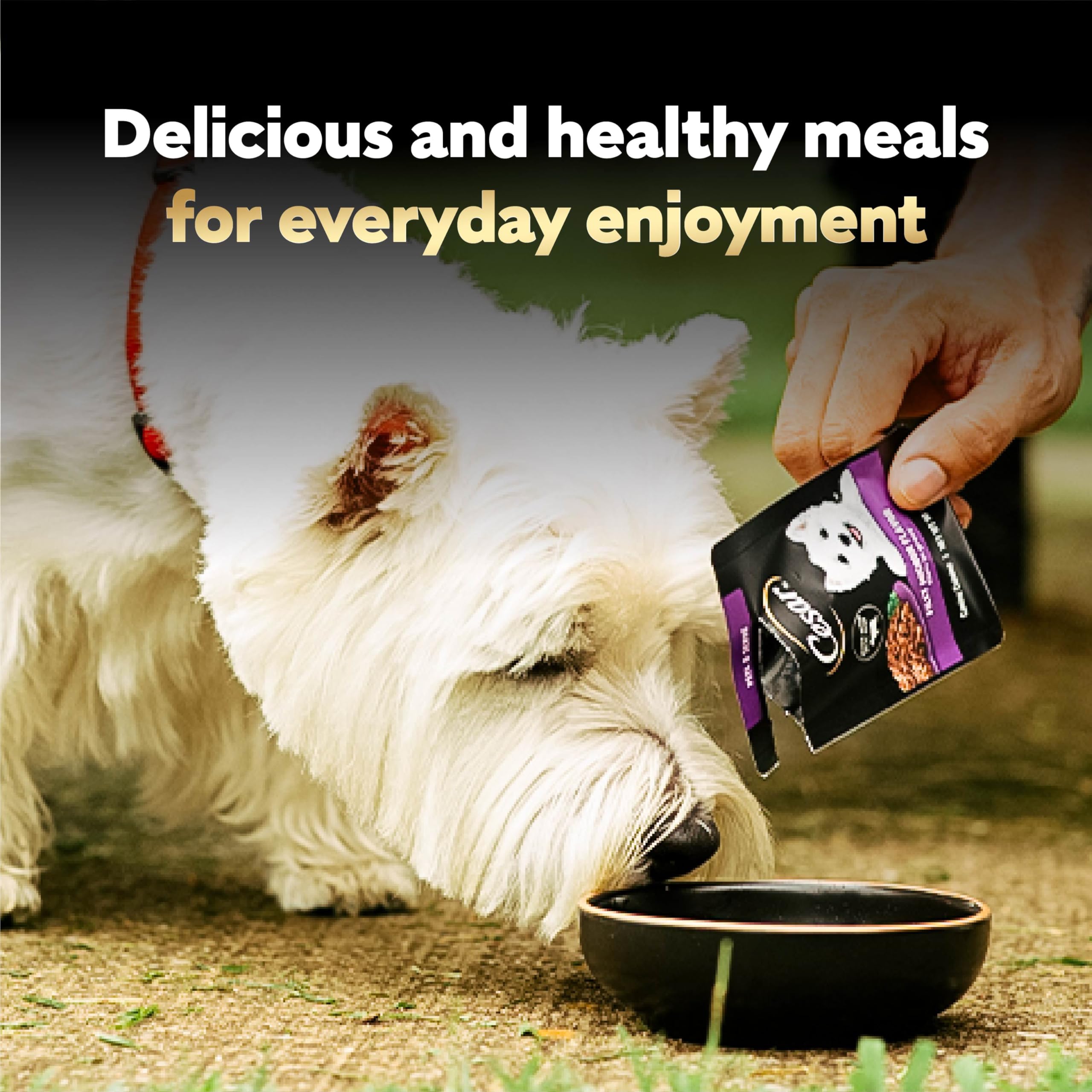 Cesar perro comiendo filets en gravy disfrutando la comida