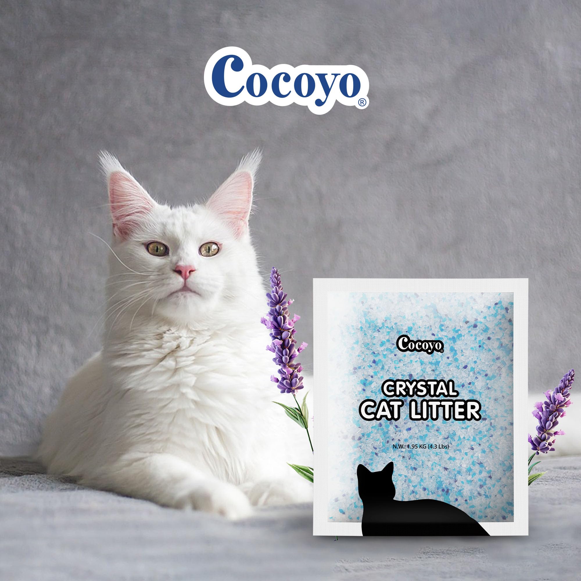 COCOYO arena en arenero en uso con menos olor y limpieza fácil