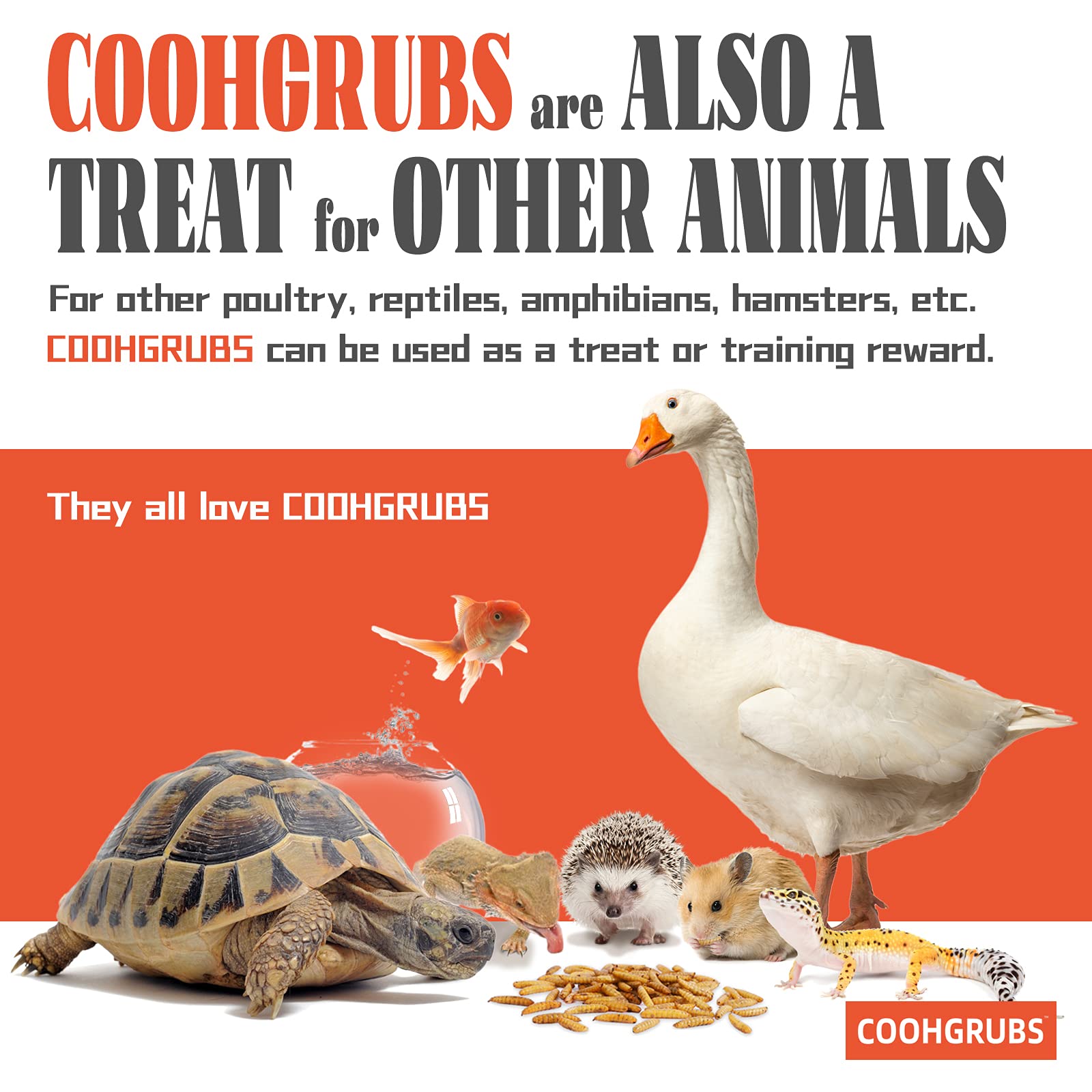 COOHGRUBS label and nutrition panel displaying calcium and protein content