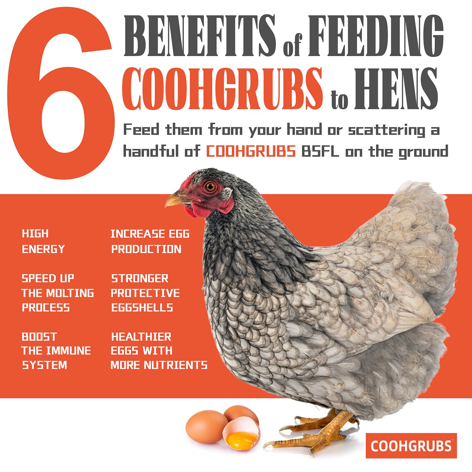 COOHGRUBS scattered on ground with chickens foraging and staying active