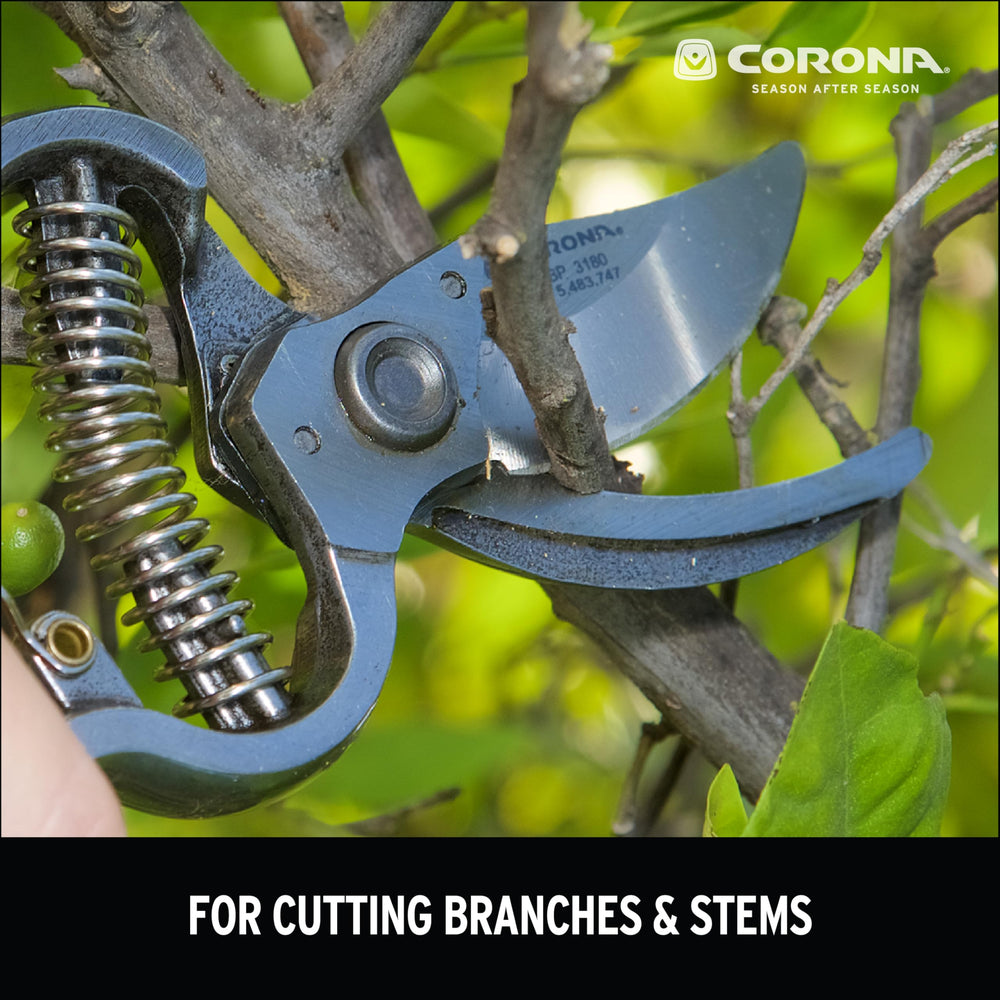 Corona BP 3180D pruning rose stem in garden showing efficient cutting for neat shaping