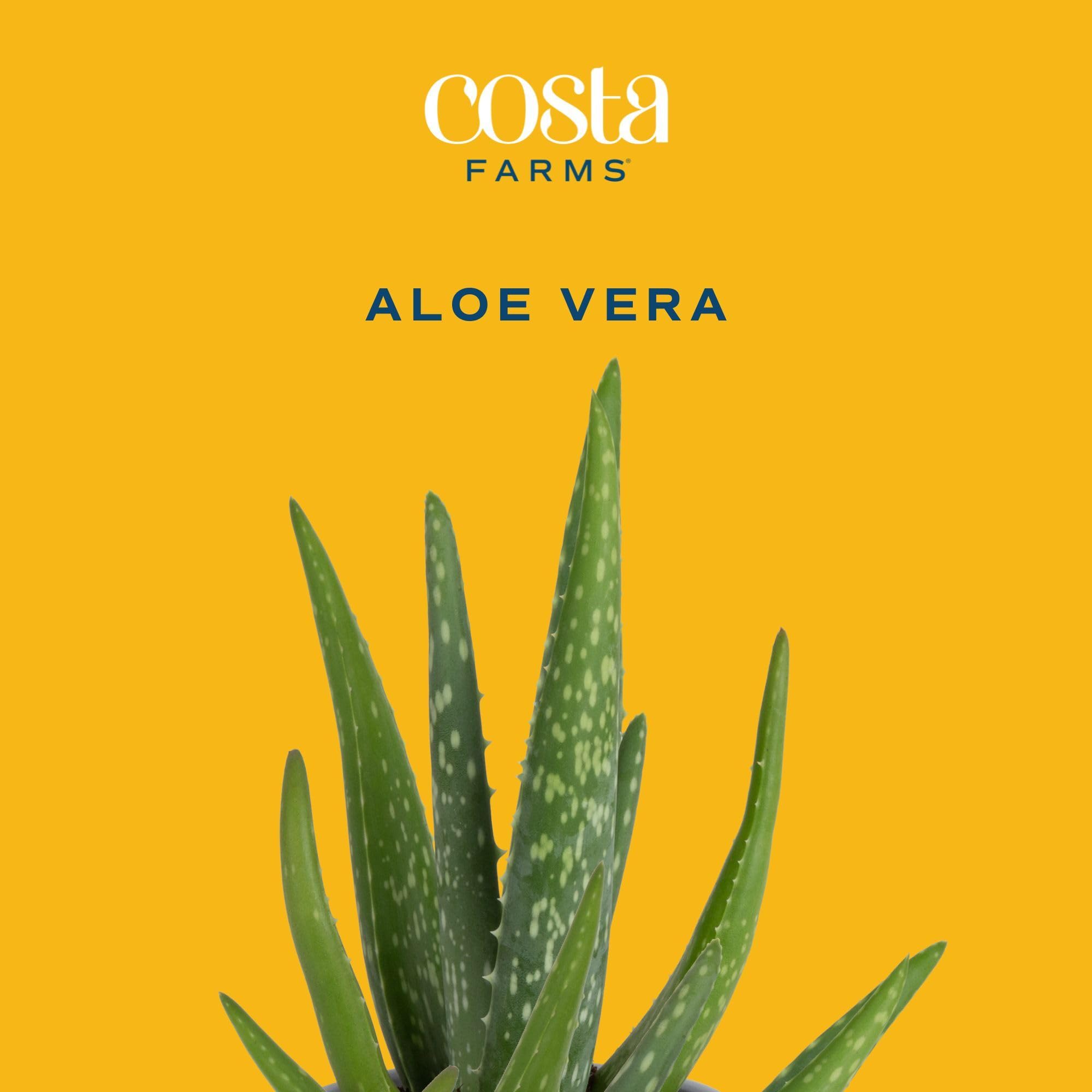 Costa Farms detalle de la maceta bicolor de 4 pulgadas, diseño y seguridad
