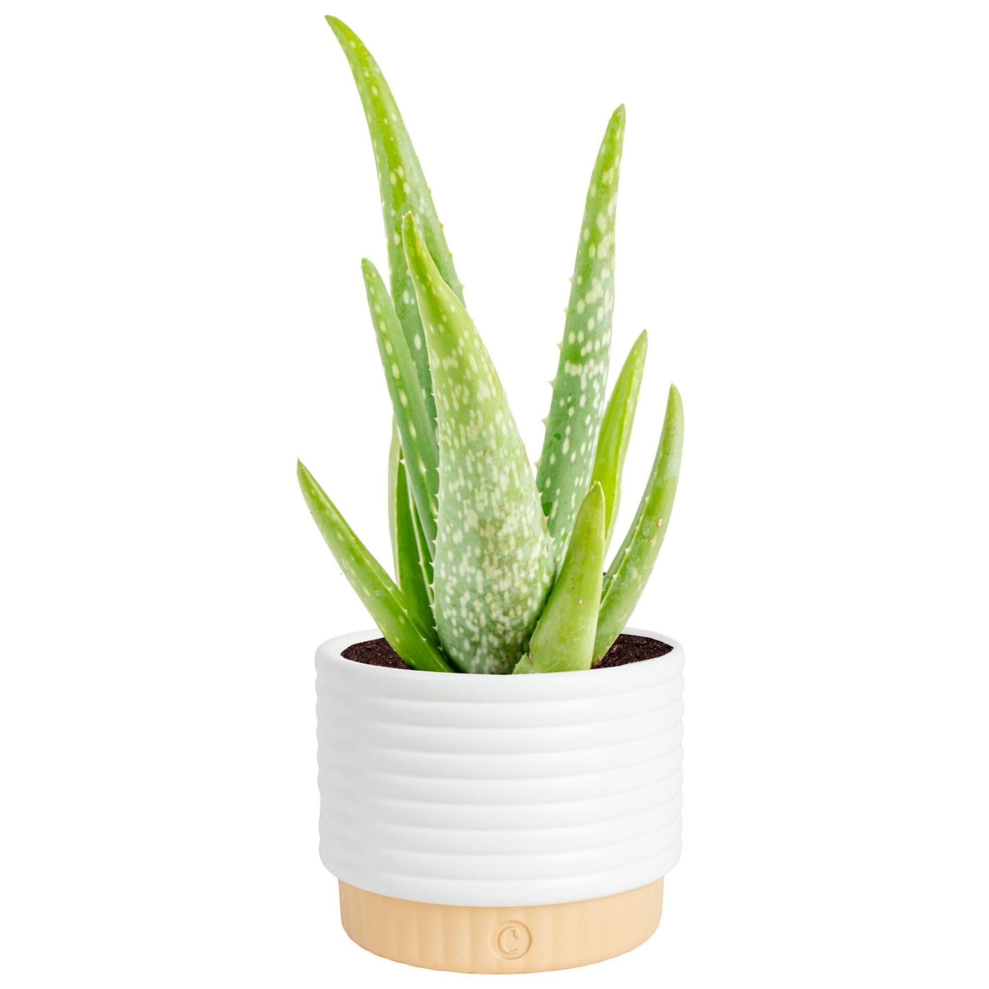 Costa Farms planta Aloe Vera frontal en maceta decorativa, aporta estilo