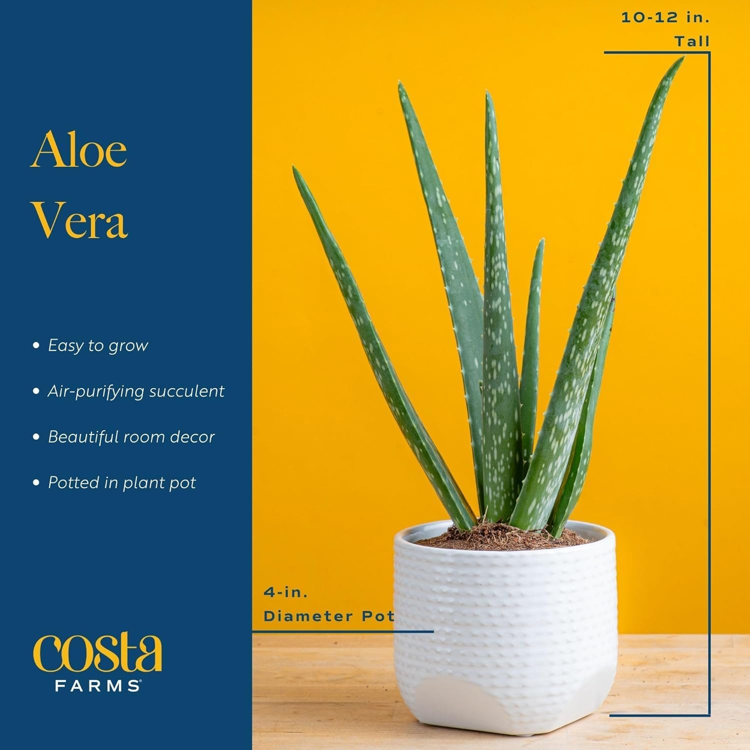 Costa Farms Aloe Vera en alféizar soleado, favorece crecimiento saludable