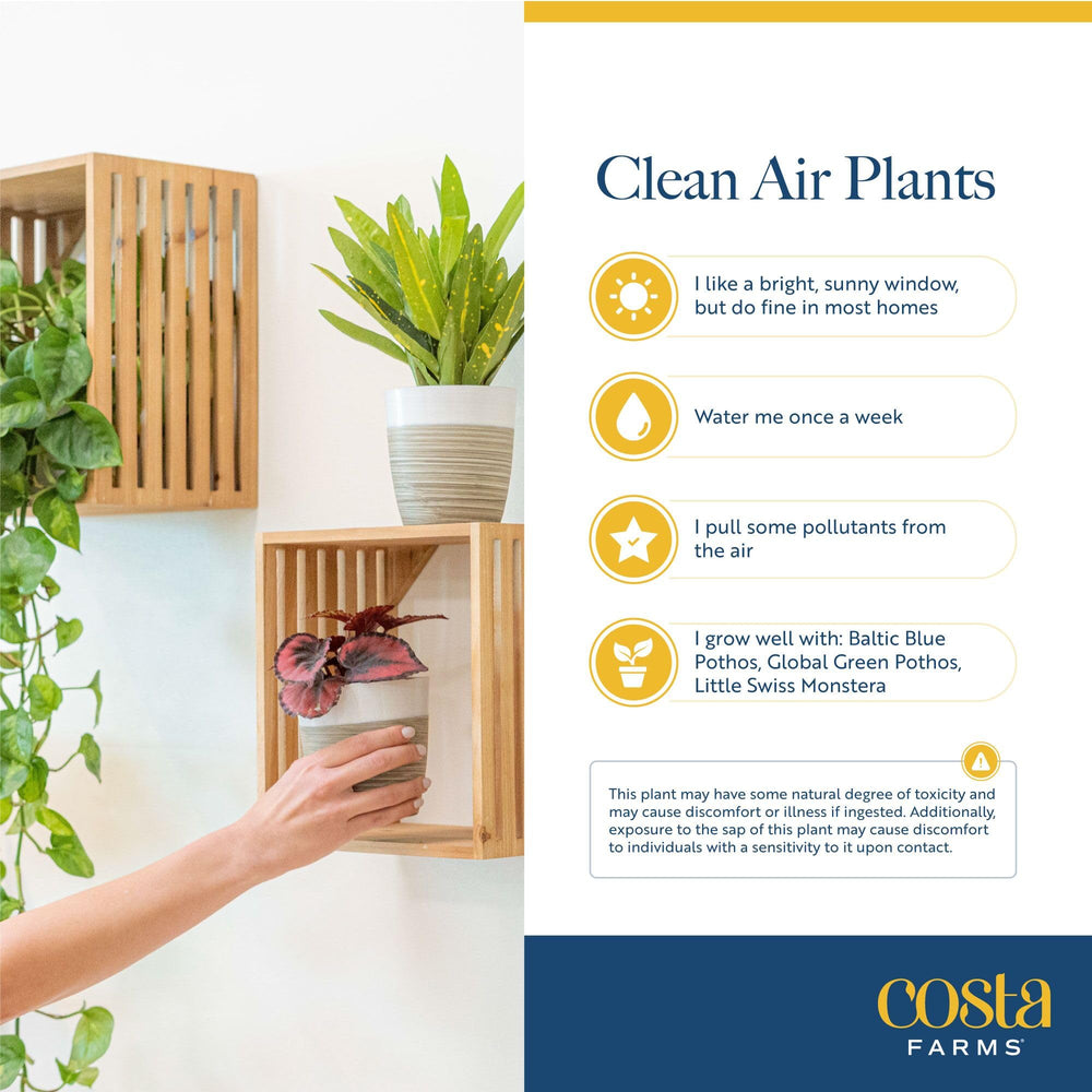 Costa Farms planta empacada en embalaje seguro lista para transporte