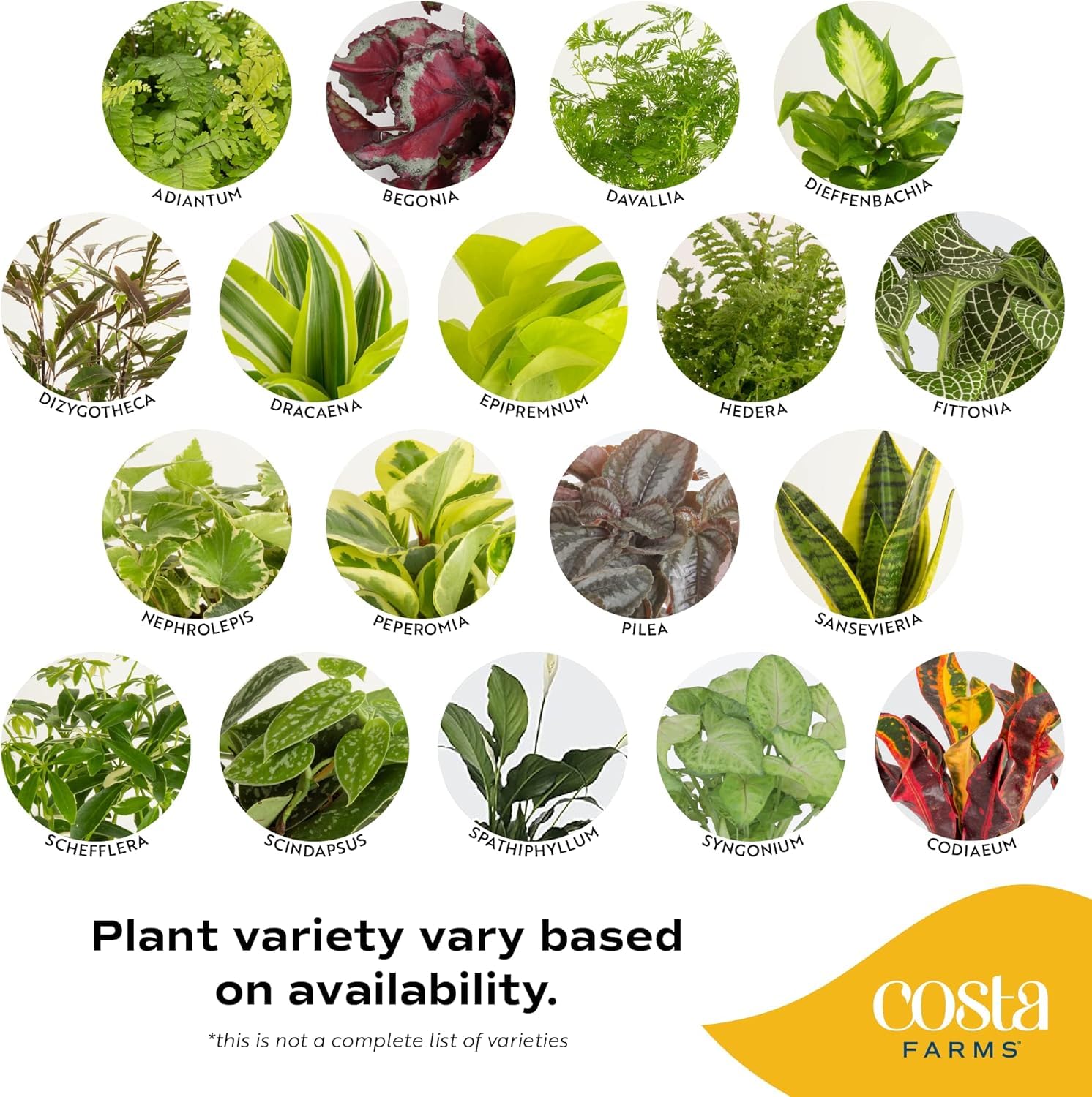 Costa Farms planta en estantería de oficina aportando frescura y estilo