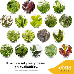 Costa Farms planta en estantería de oficina aportando frescura y estilo