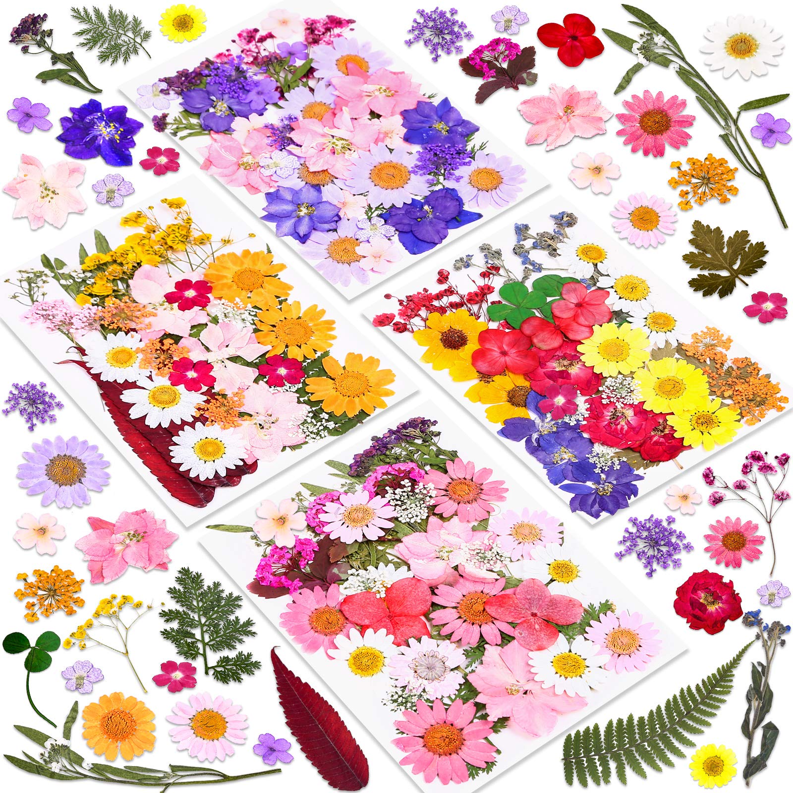Cruzix paquete frontal con 140 flores secas, variedad y ahorro