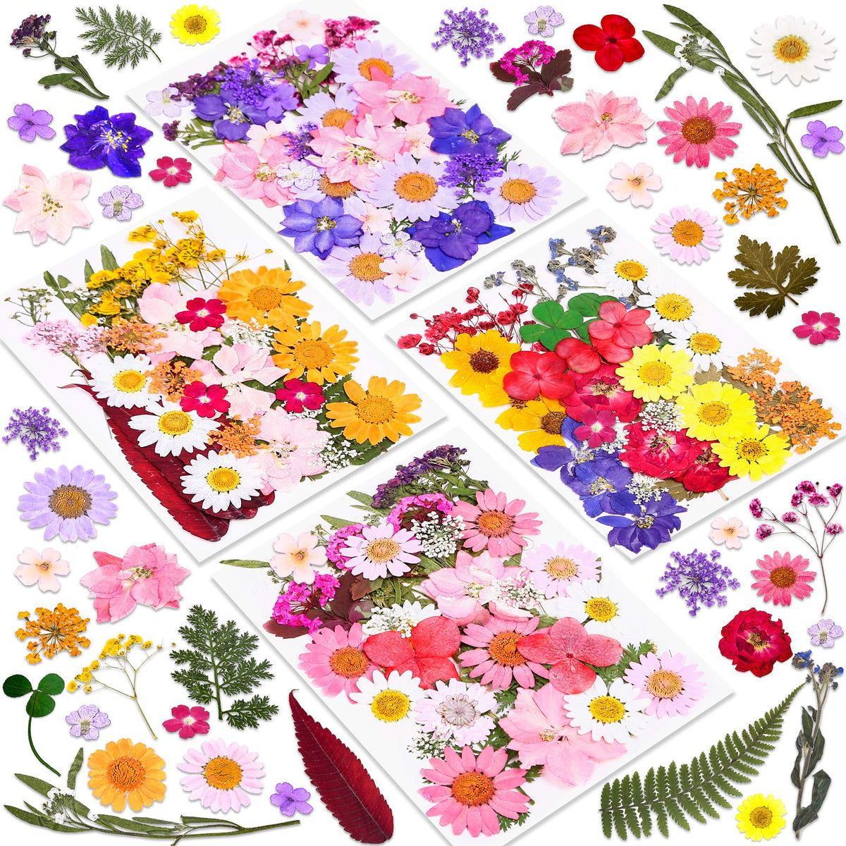 Cruzix paquete frontal con 140 flores secas, variedad y ahorro