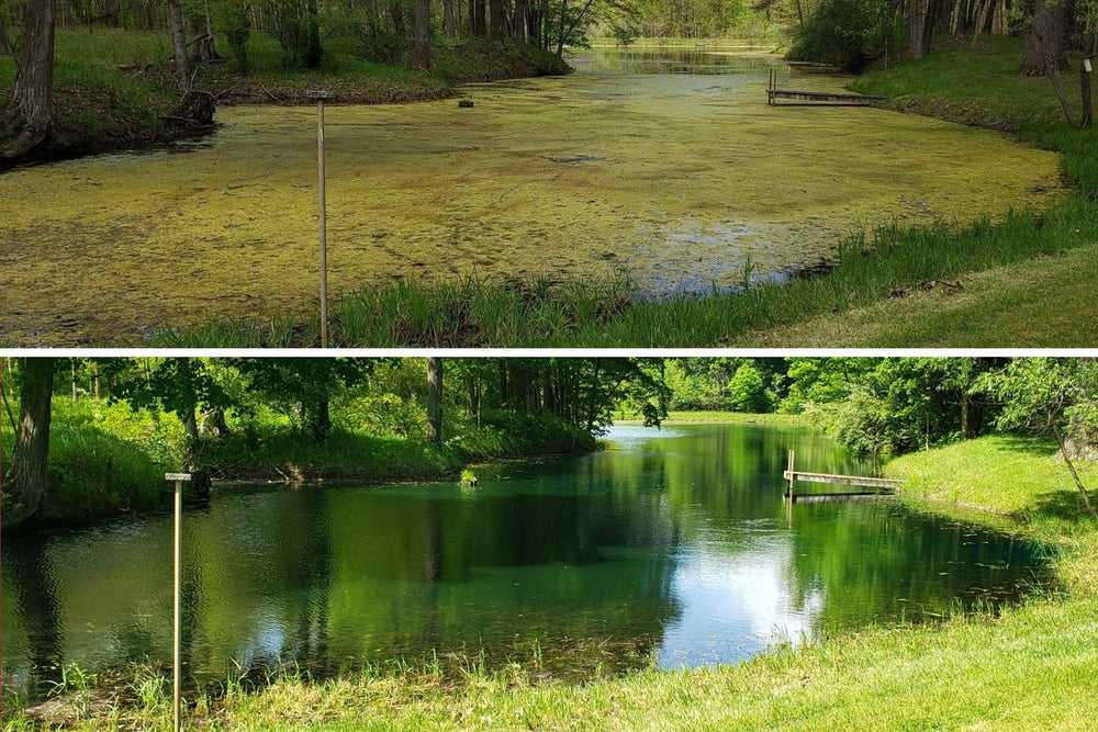 Crystal Blue pond after treatment with clearer water demonstrating algae reduction benefit