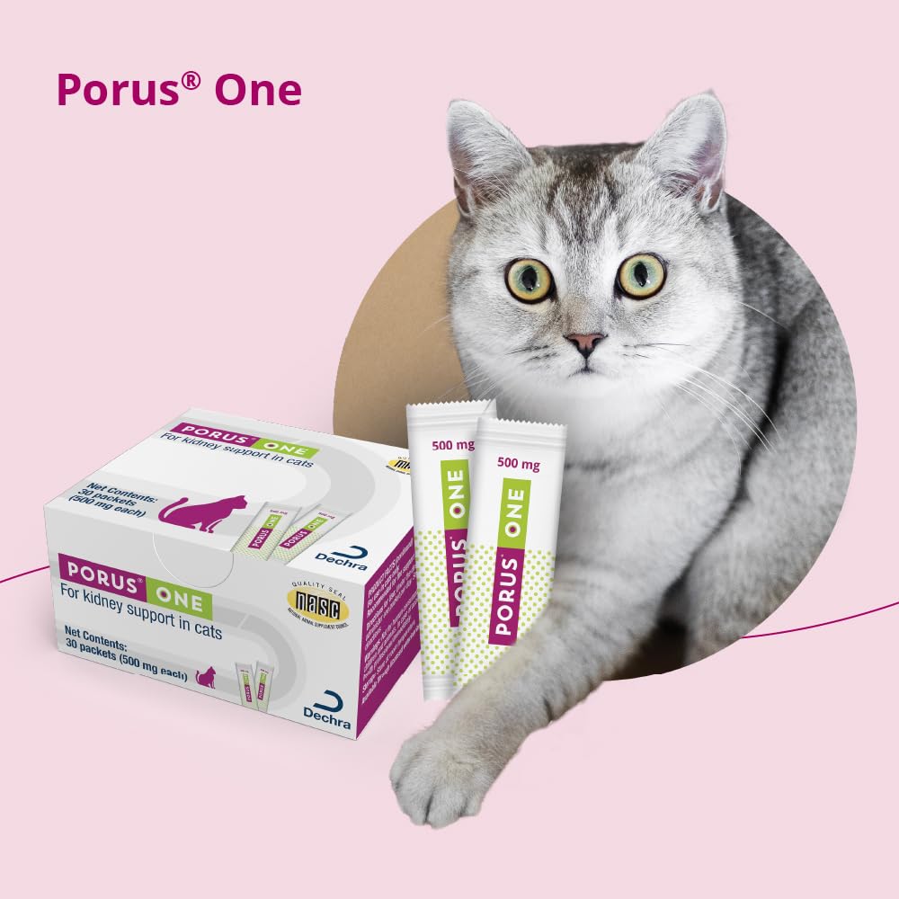 Dechra Porus One imagen lifestyle con un gato activo que sugiere bienestar diario