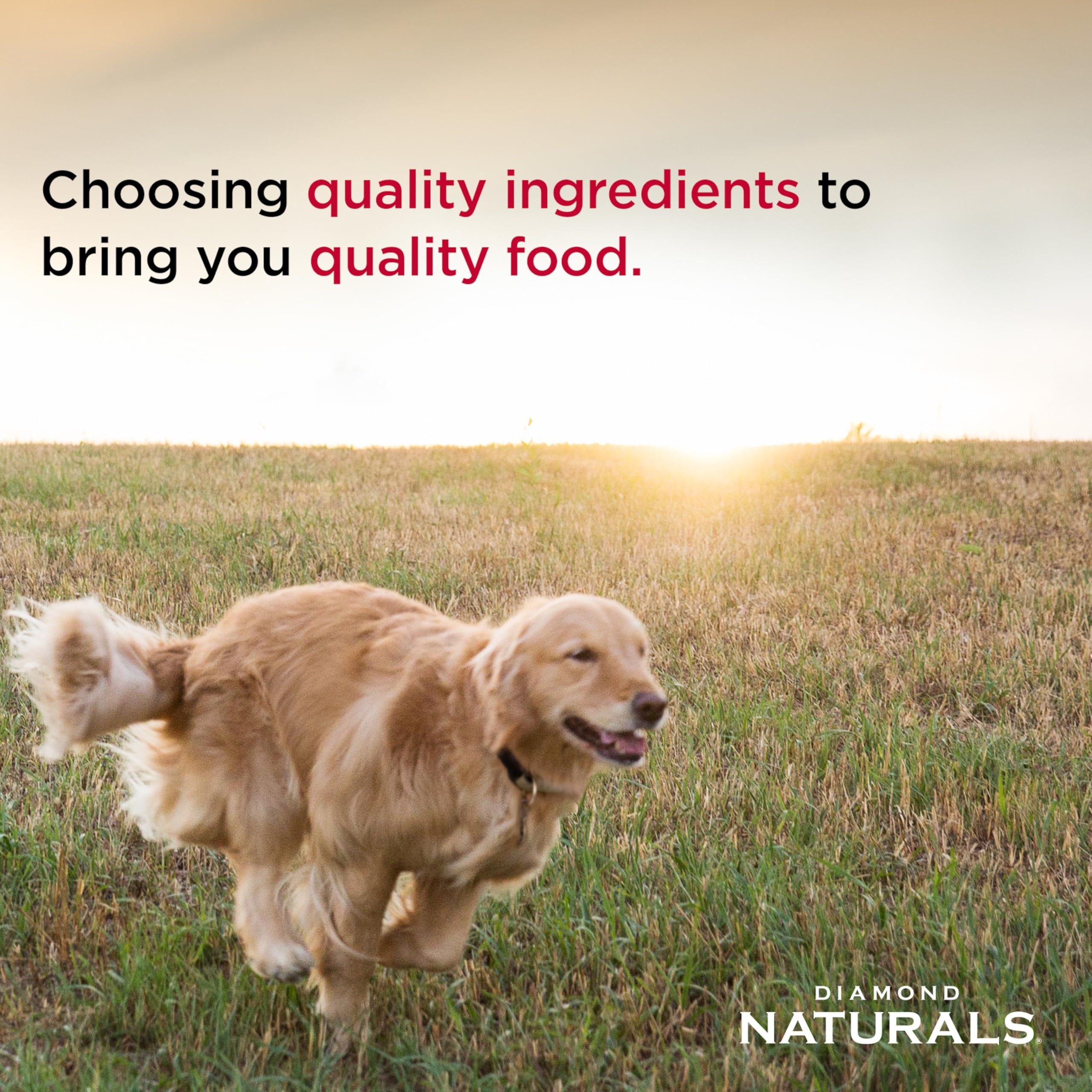 Diamond Naturals cachorro comiendo alimento para crecimiento y energía