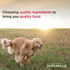 Diamond Naturals perro pequeño comiendo del comedero demostrando aceptación