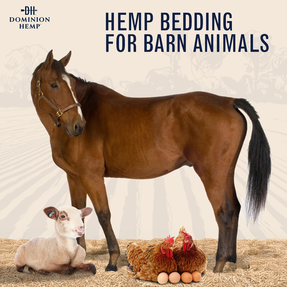 Gallinero con DOMINION HEMP en uso manteniendo el nido seco y limpio