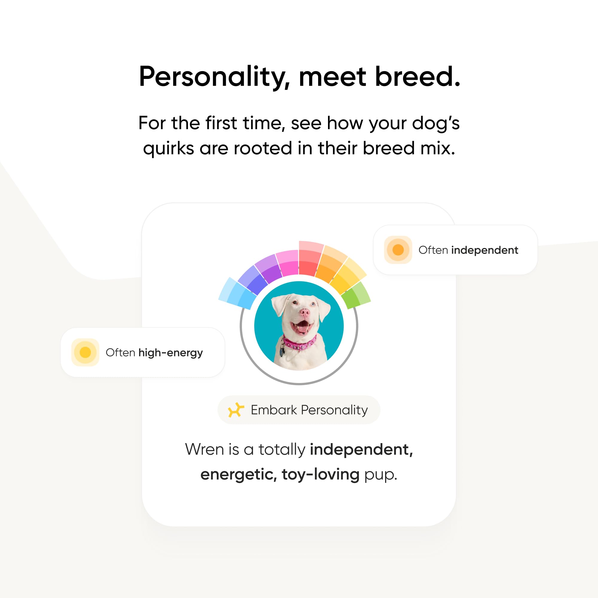 Embark perro en hogar con dueño consultando resultados