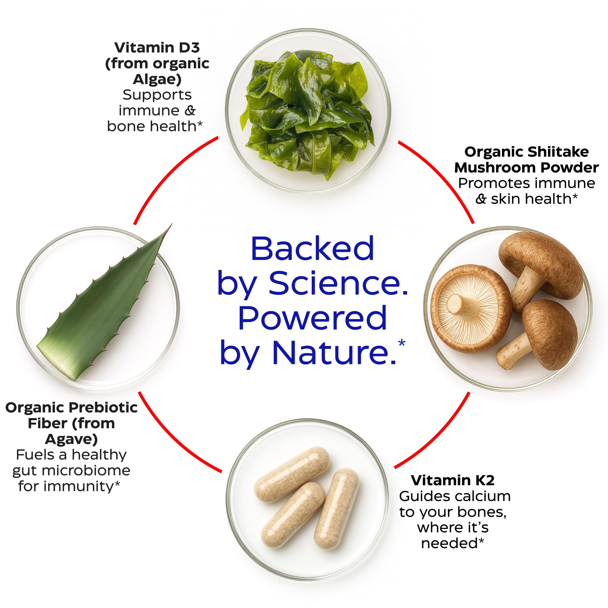 Enzymedica polvo de shiitake orgánico que destaca calidad y origen