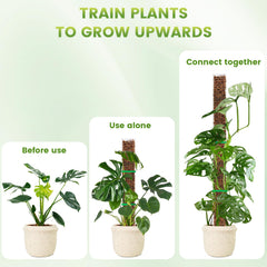 EOX pole in pot with Monstera showing vertical support and size comparison