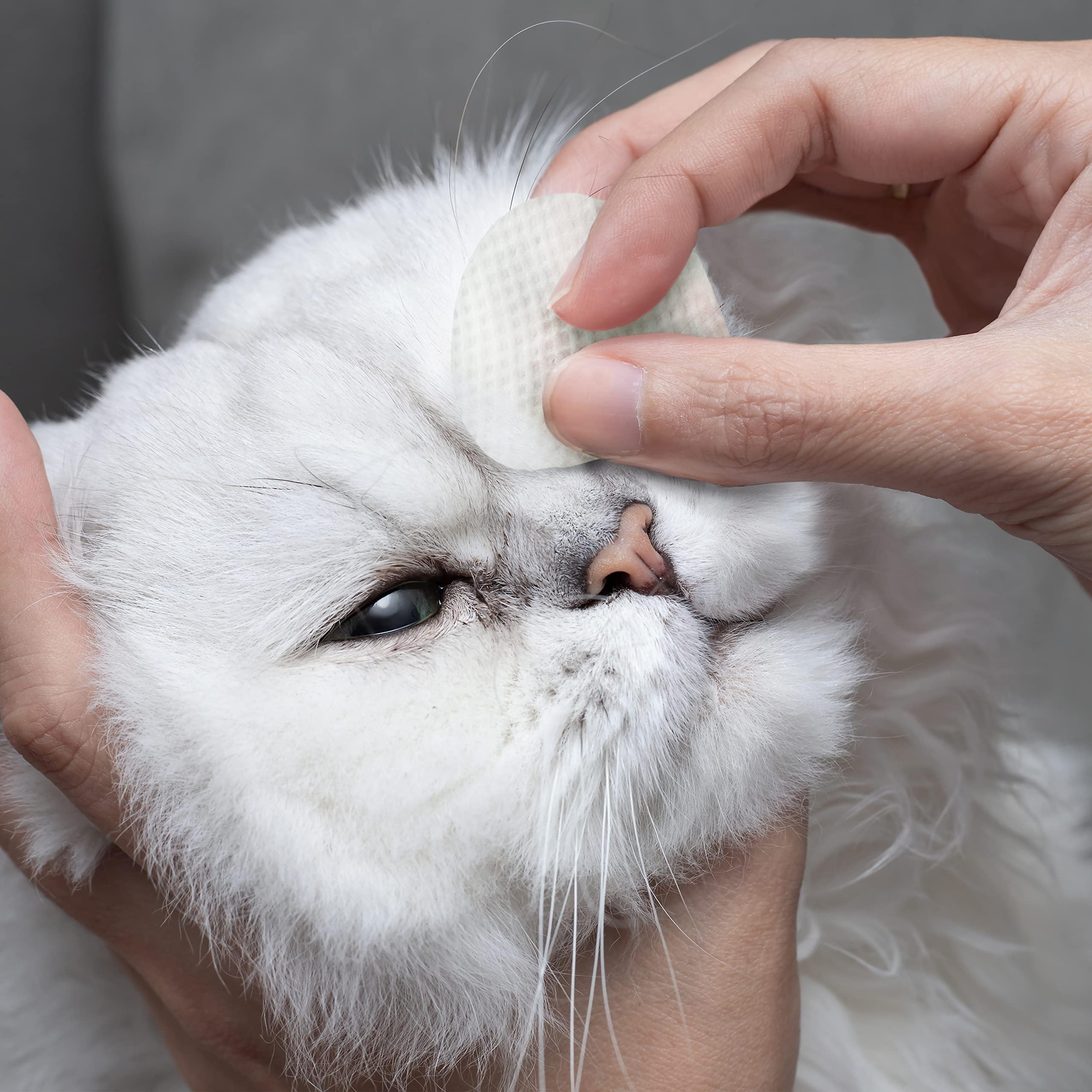 Eye Envy resultado en gato tras limpieza con pelaje más limpio