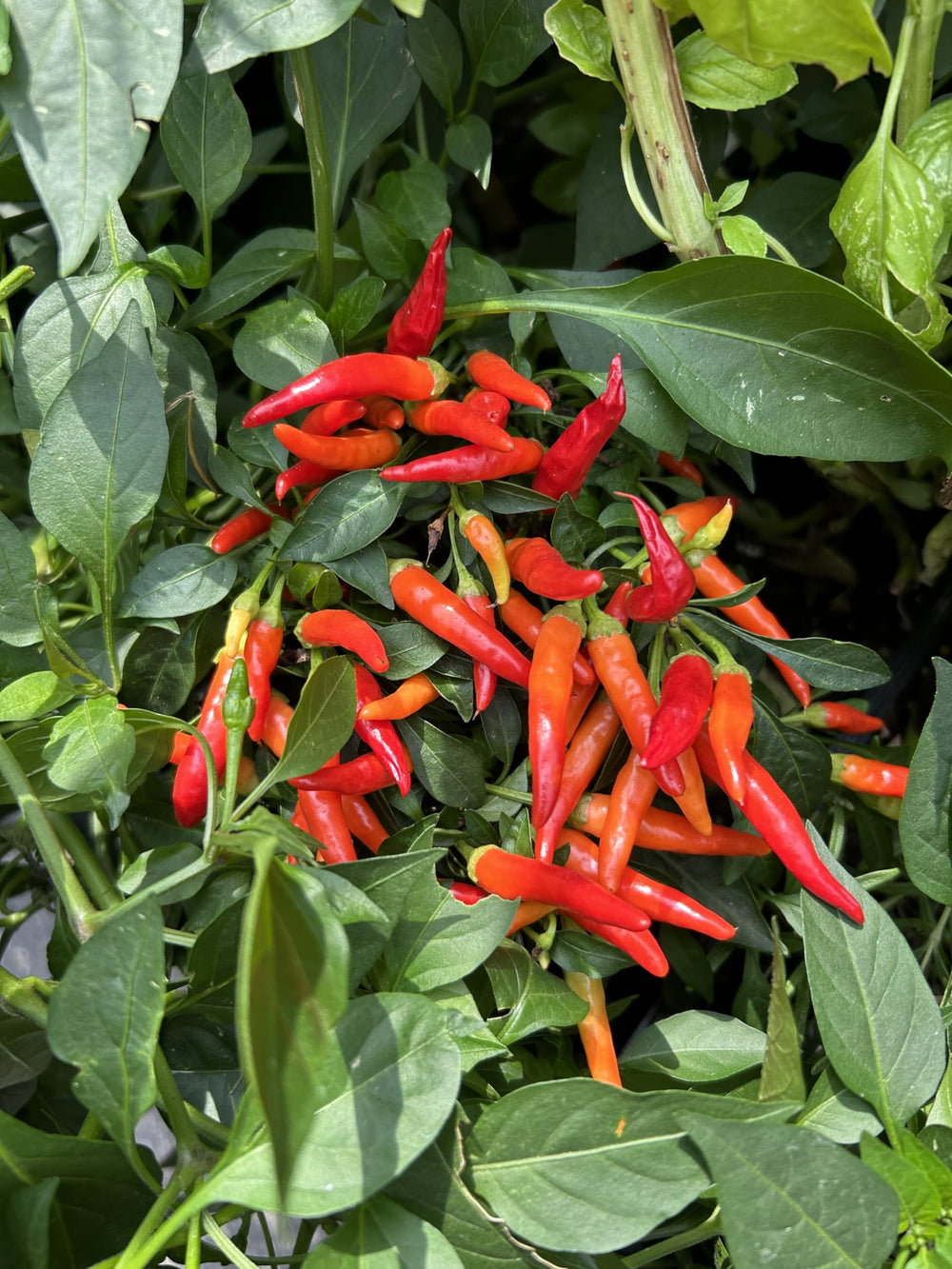 Farmer's Secret dilución en regadera para uso práctico y eficiente