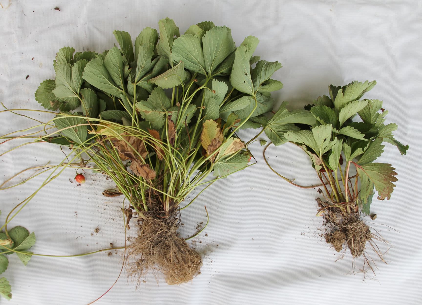 Farmer's Secret uso en un huerto de cítricos para mejorar cuaja