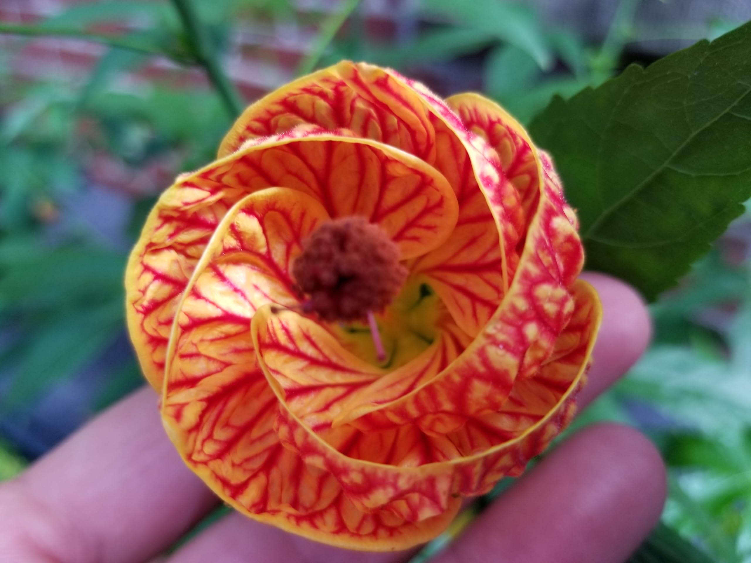 Farmer's Secret aplicación en rosales para flores más abundantes