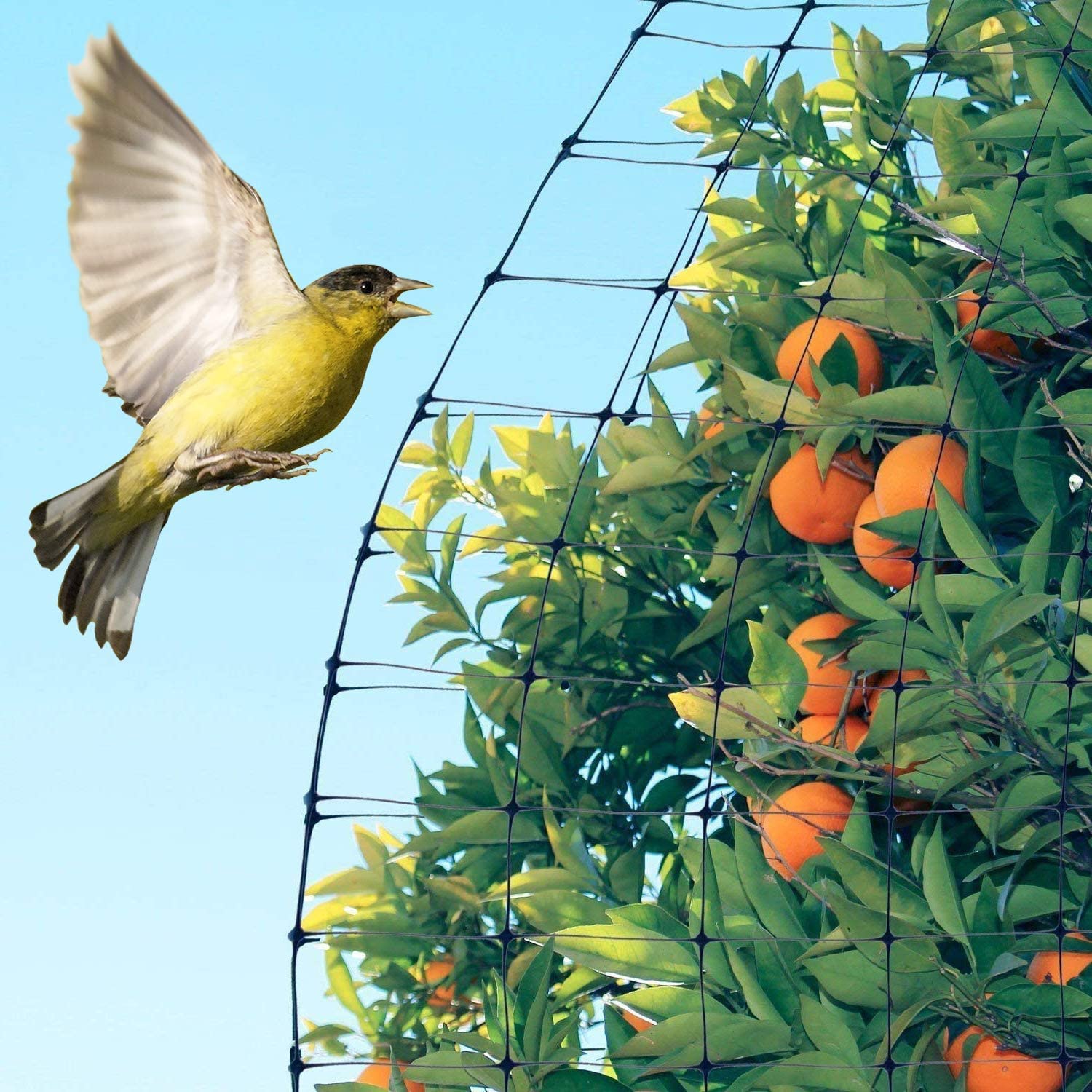 Feitore red instalada alrededor de tomates para evitar aves