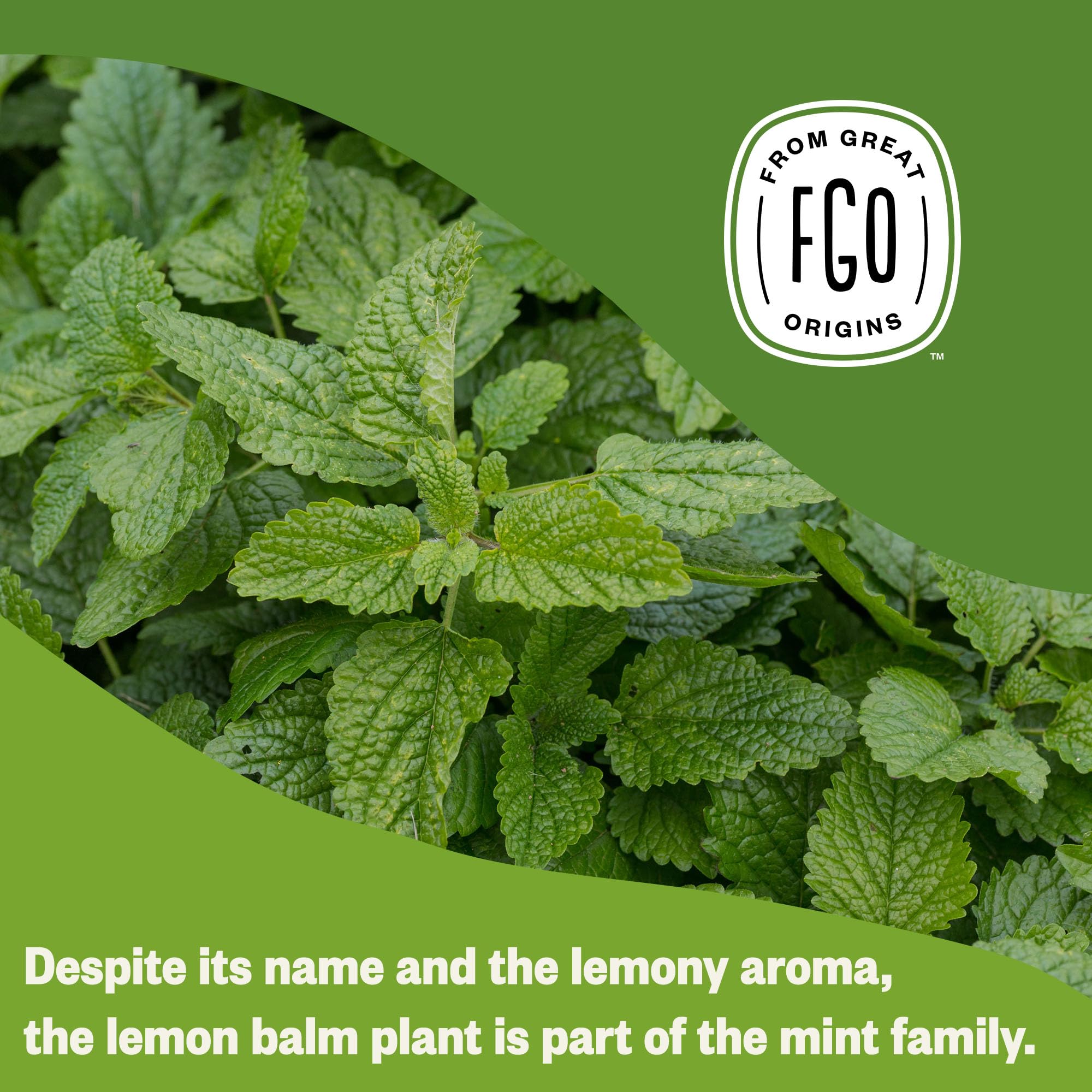 FGO brewed lemon balm tea in teacup showing clear caffeine-free infusion
