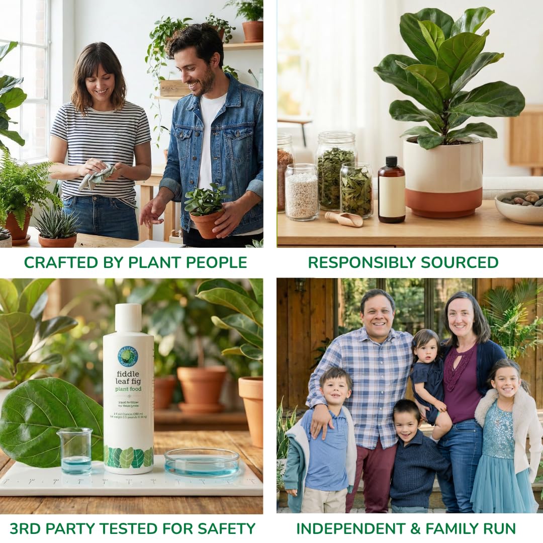 Fiddle Leaf Fig Plant Food applied to a Ficus lyrata illustrating healthier foliage