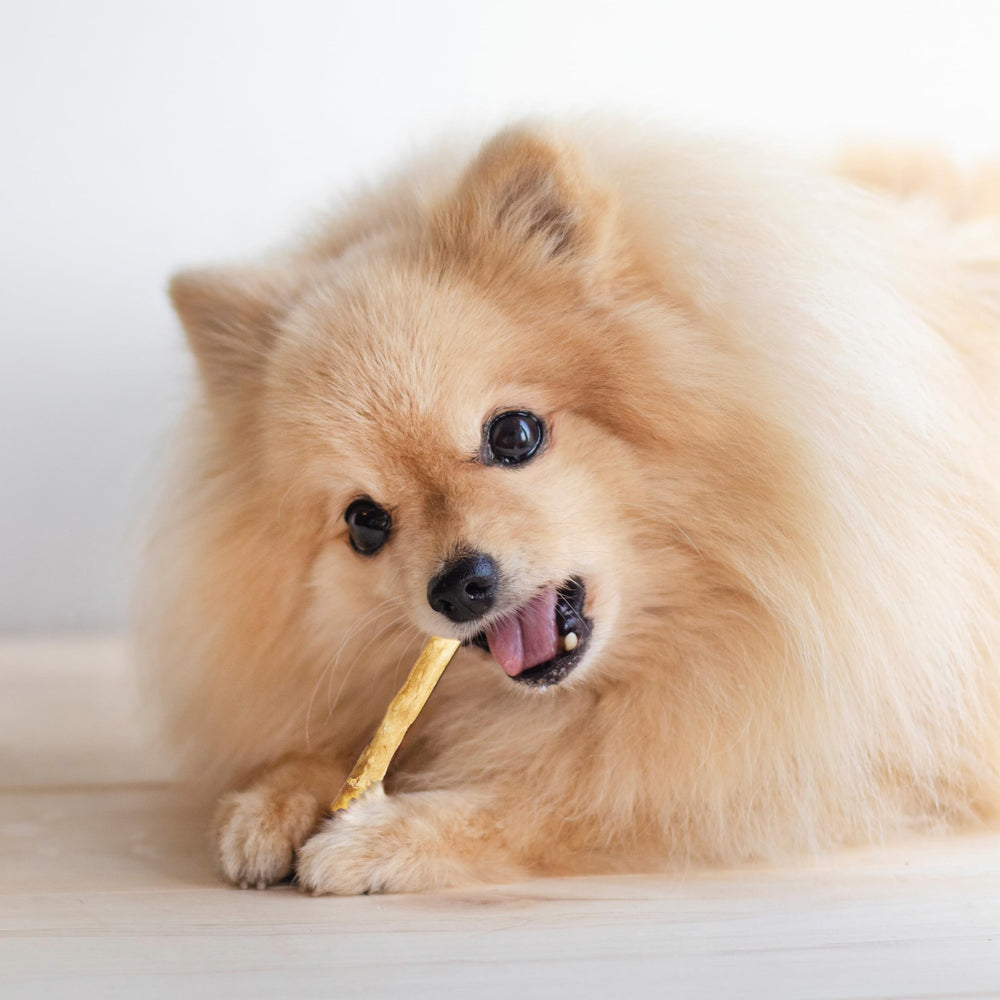 Twist Stix Fieldcrest Farms en cuenco listos como premio nutritivo para perros pequeños