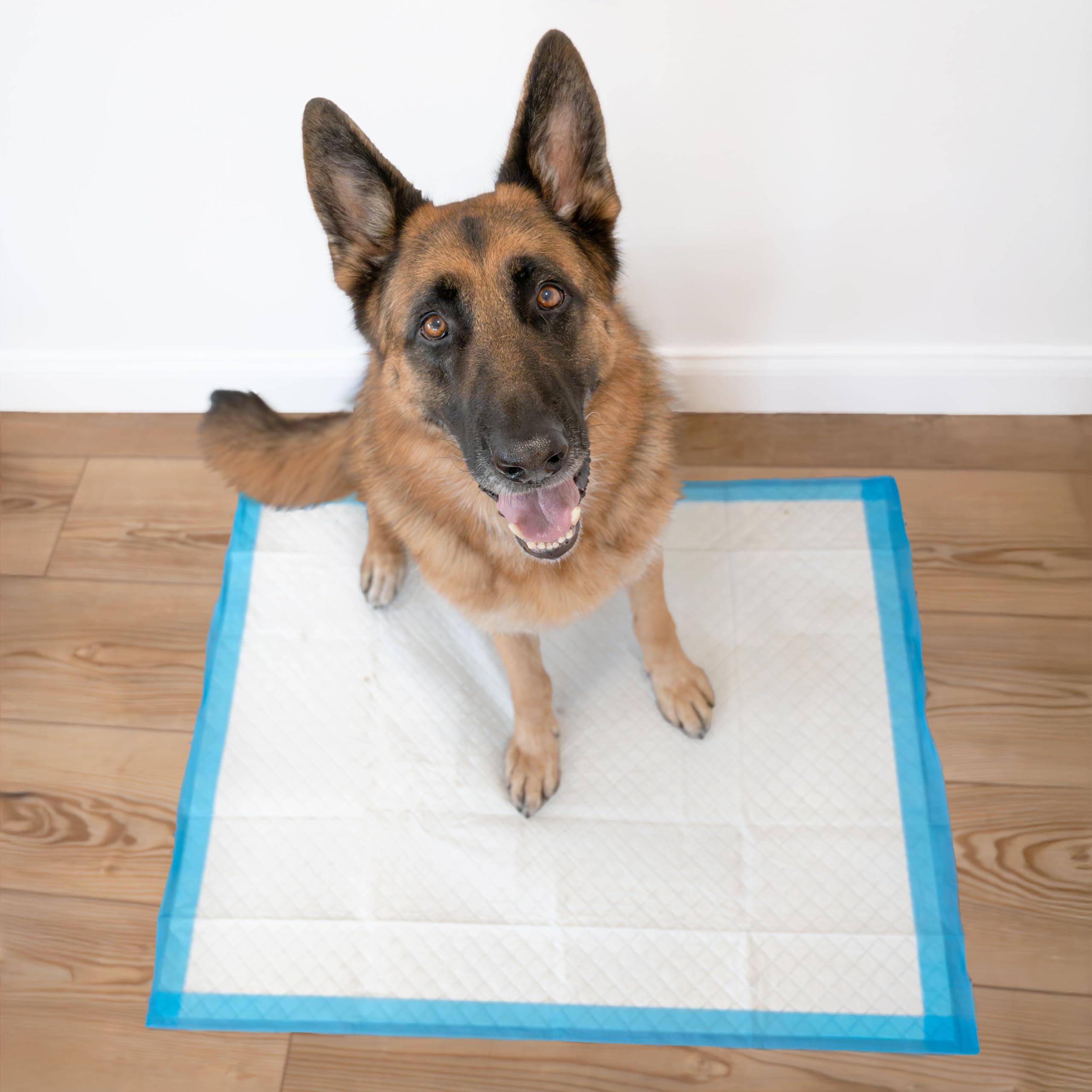 Four Paws almohadilla en uso con perro grande y suelo protegido