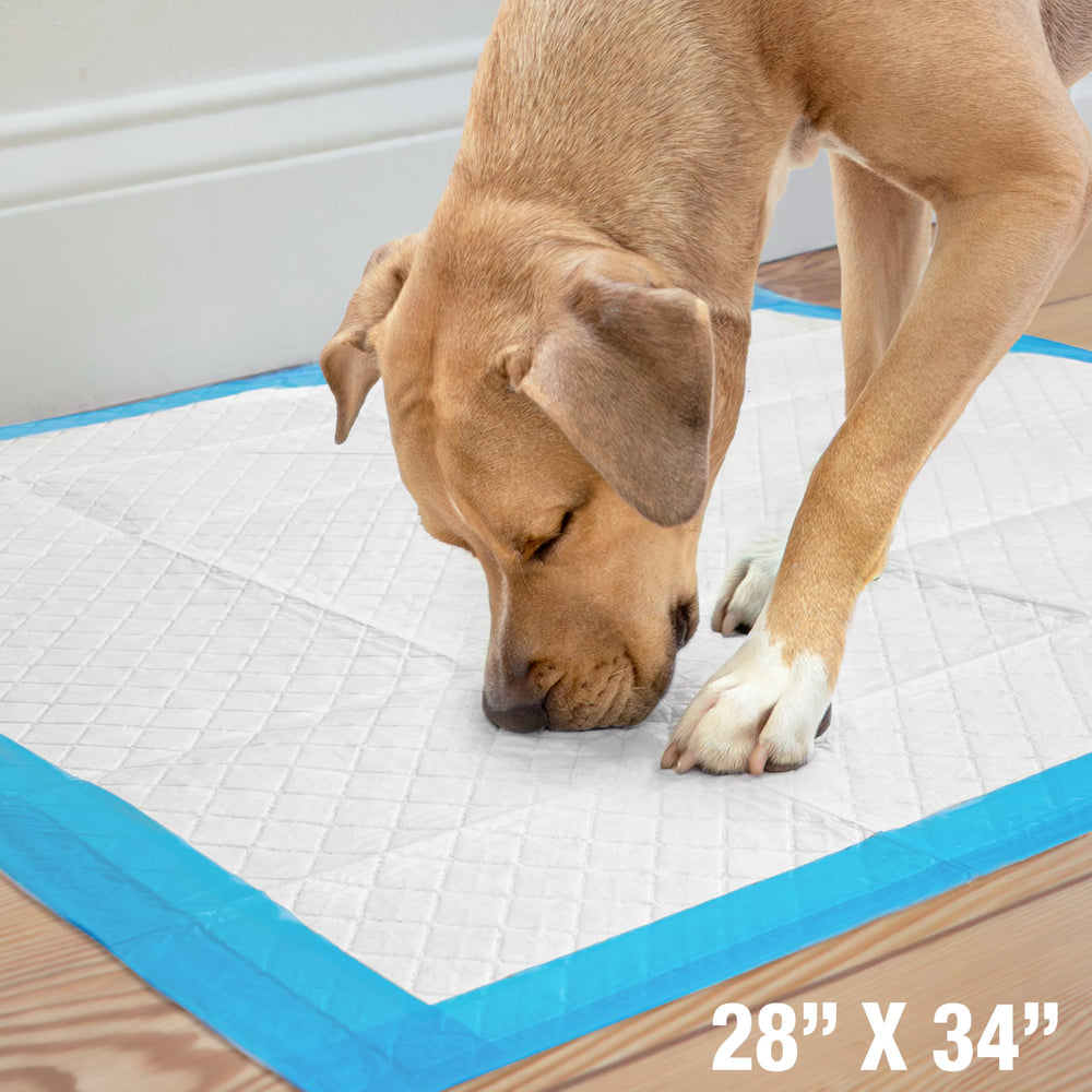 Four Paws empaque compacto listo para almacenar y transportar