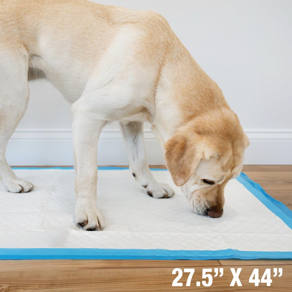 Four Paws zona con atrayente visible que ayuda al perro a identificar el lugar correcto
