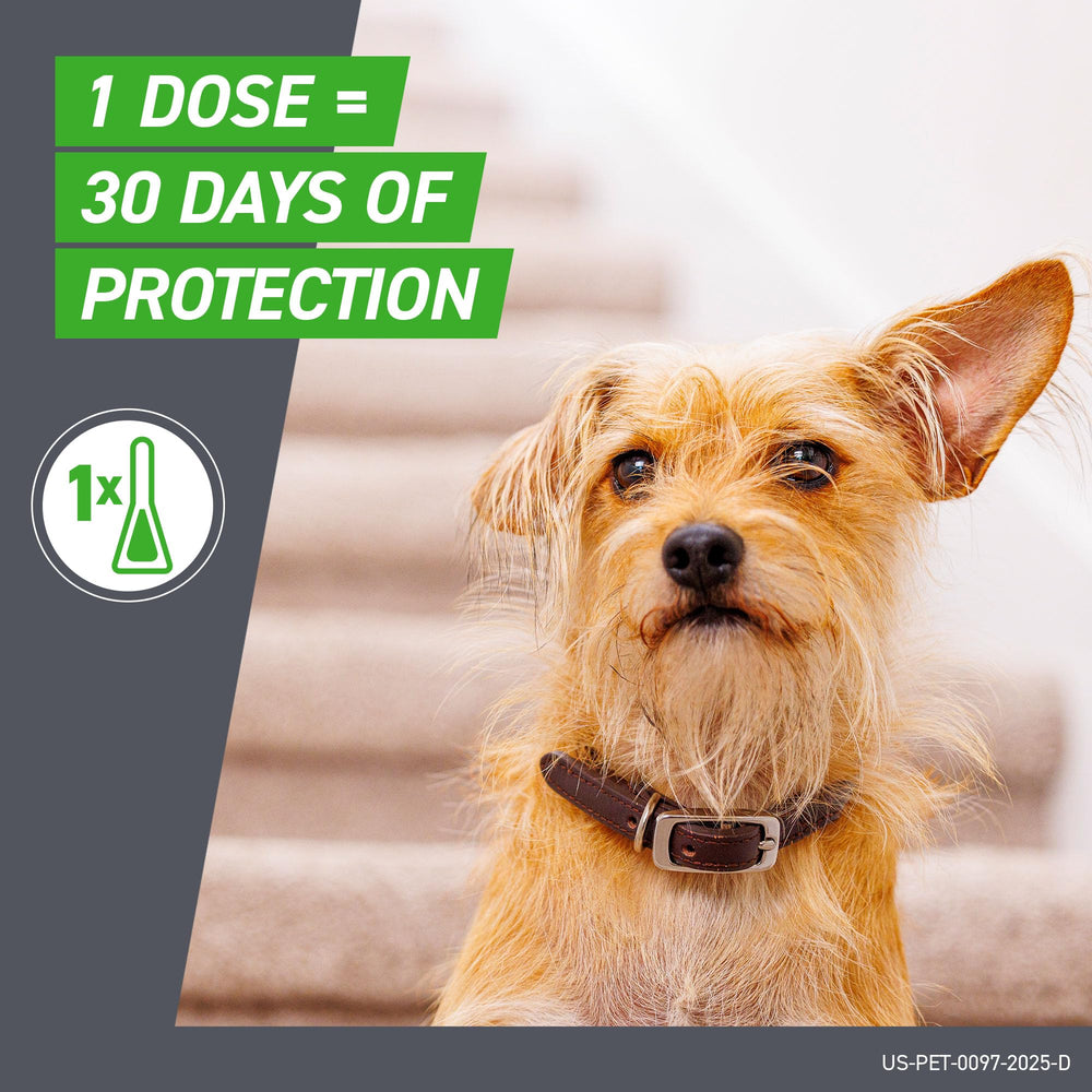 Perro activo al aire libre protegido con Frontline Plus, resistente al agua